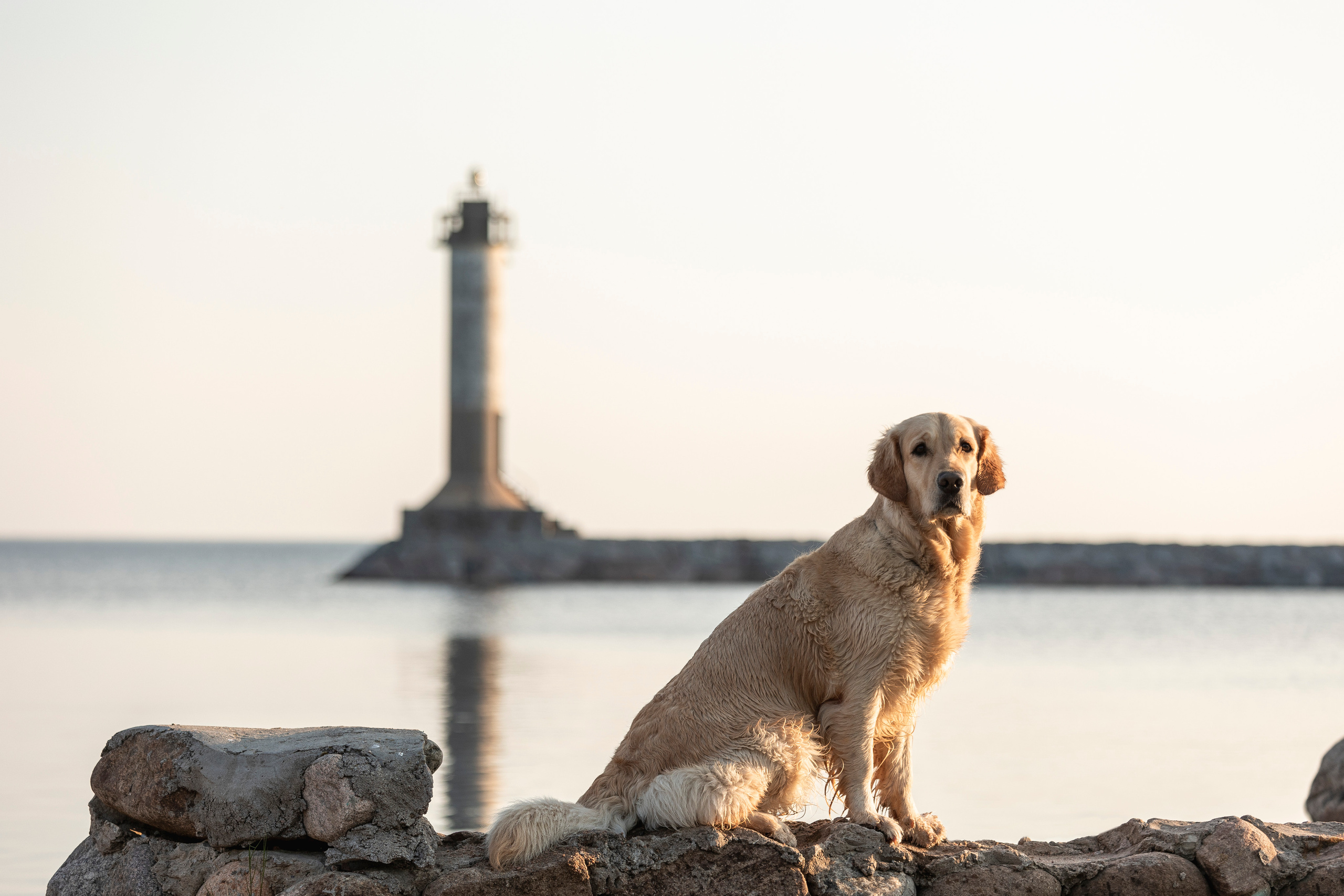Марина и Чили. Фотограф — Анималист | Санкт-Петербург