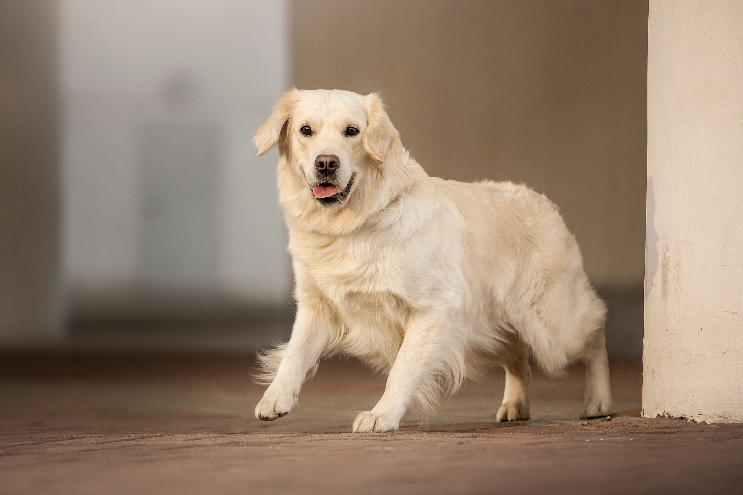 Молли и ее семья. Фотограф — Анималист | Санкт-Петербург
