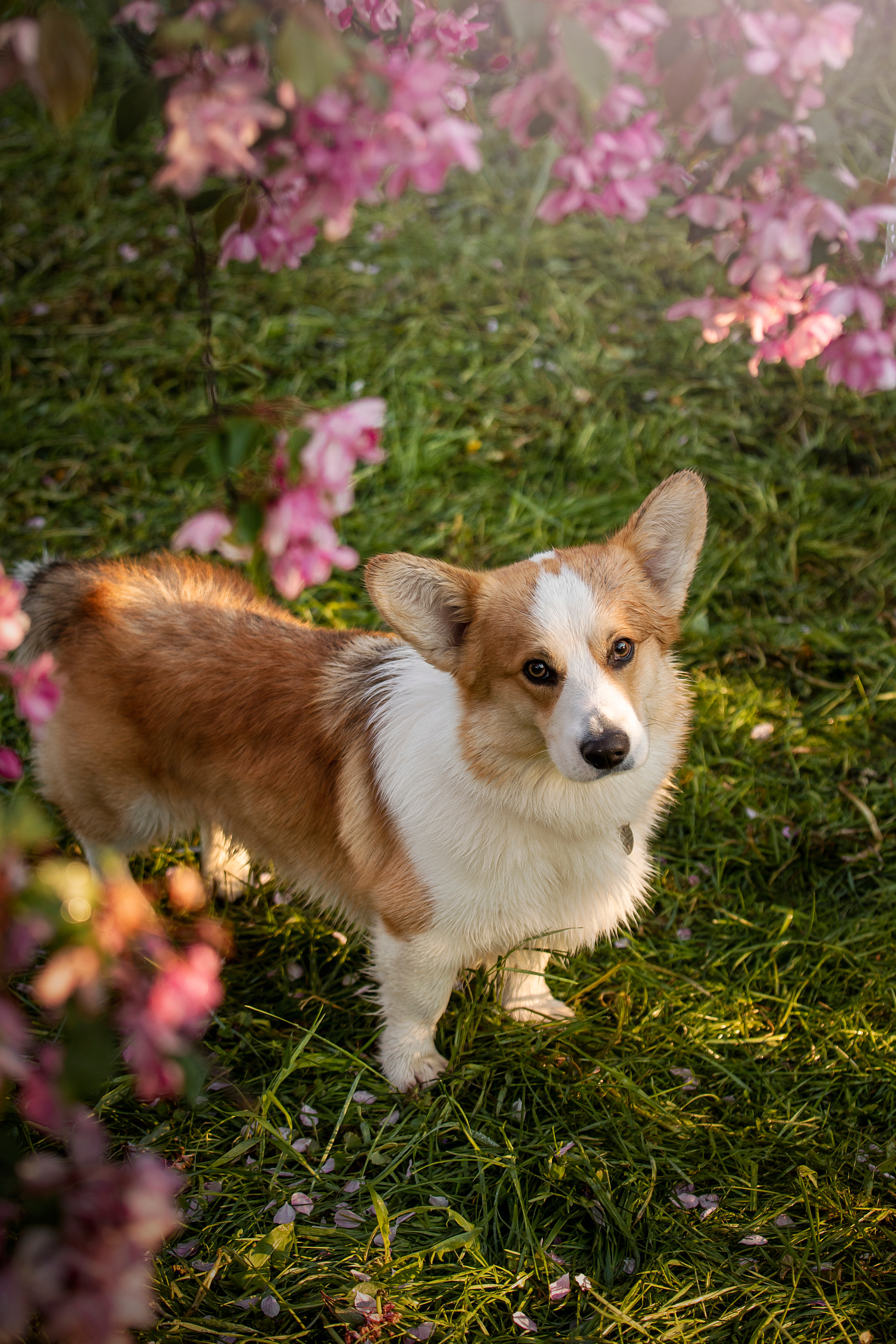 Юля и Лео. Фотограф — Анималист | Санкт-Петербург