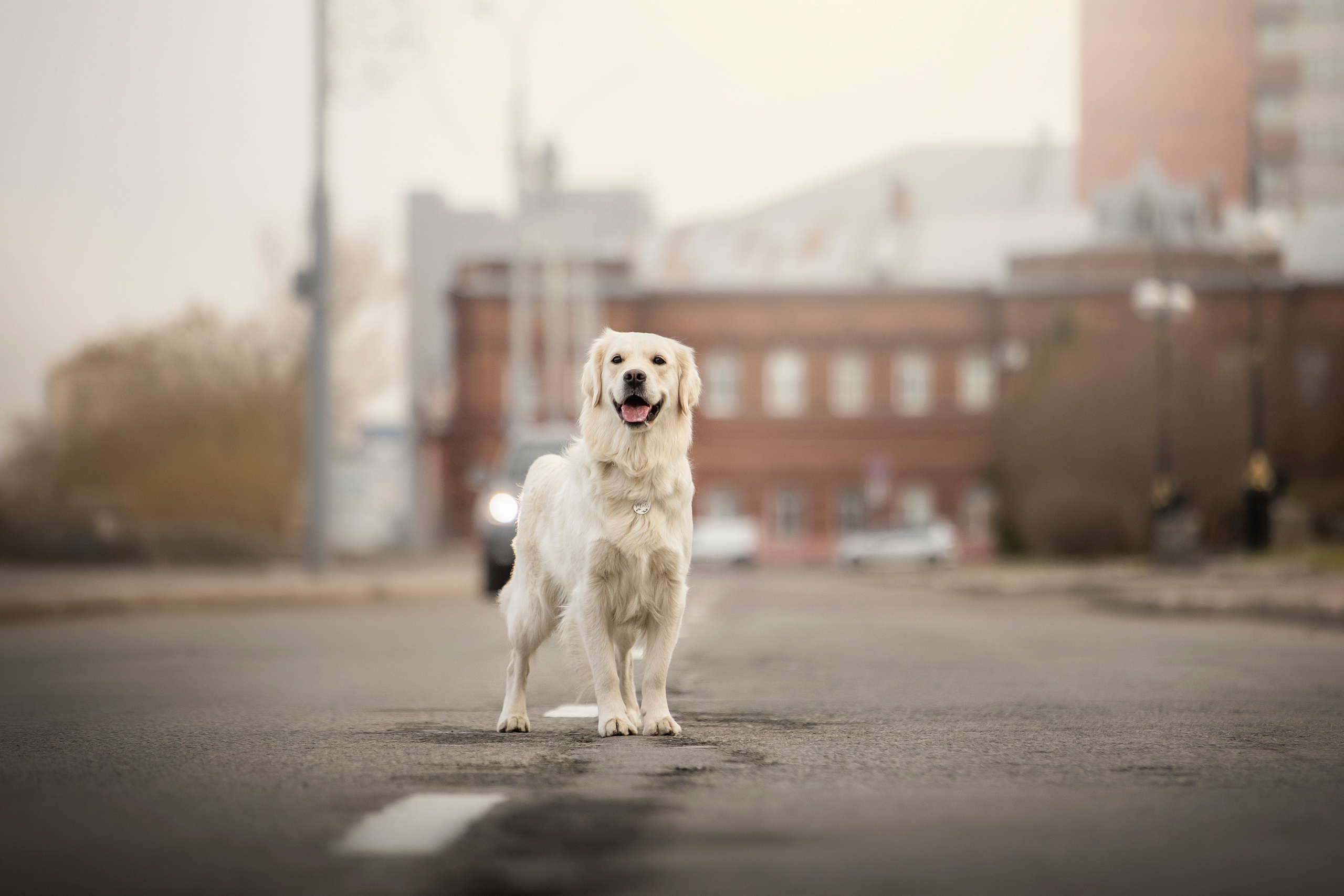 Молли и ее семья. Фотограф — Анималист | Санкт-Петербург