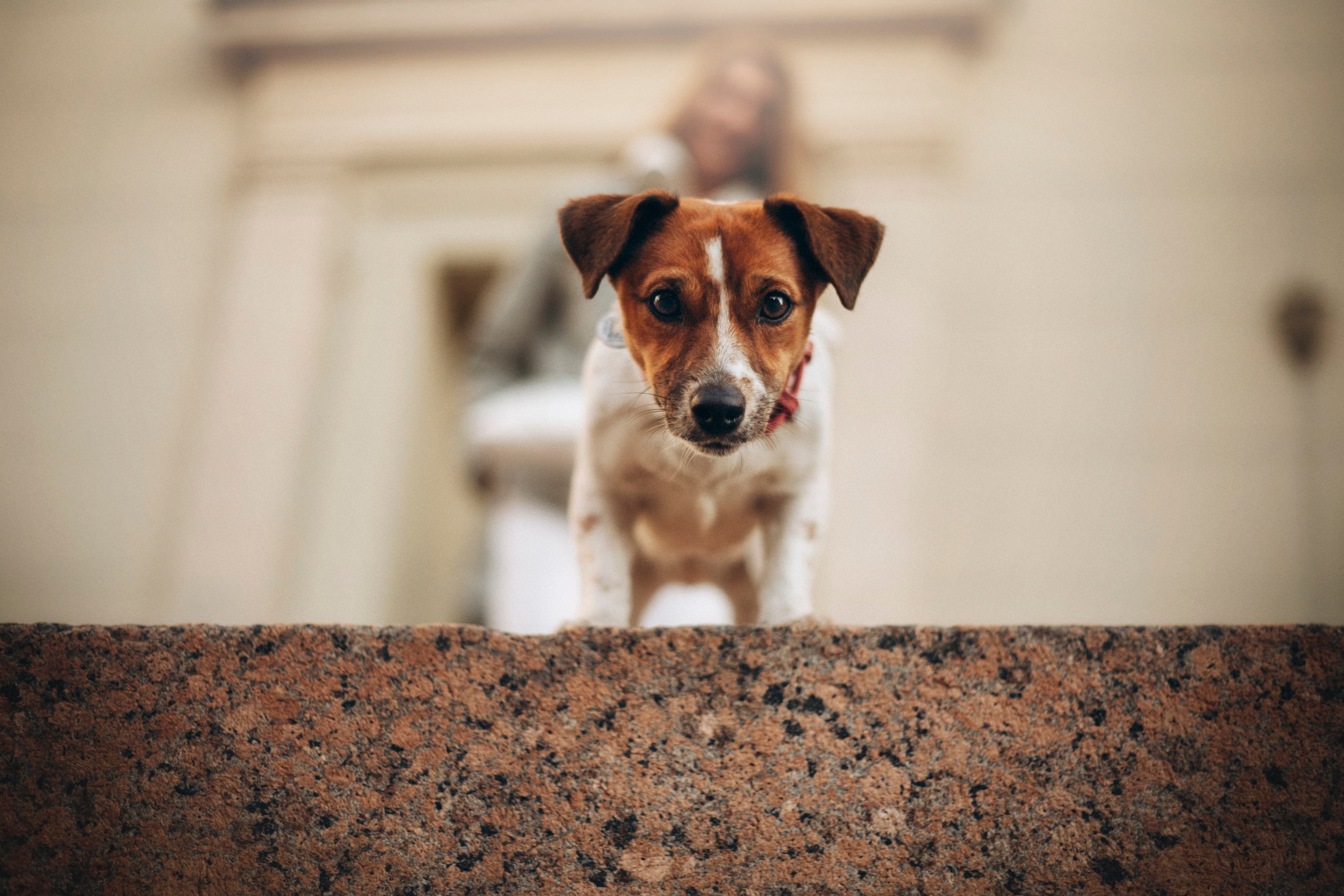 Лиза и Грета. Фотограф — Анималист | Санкт-Петербург