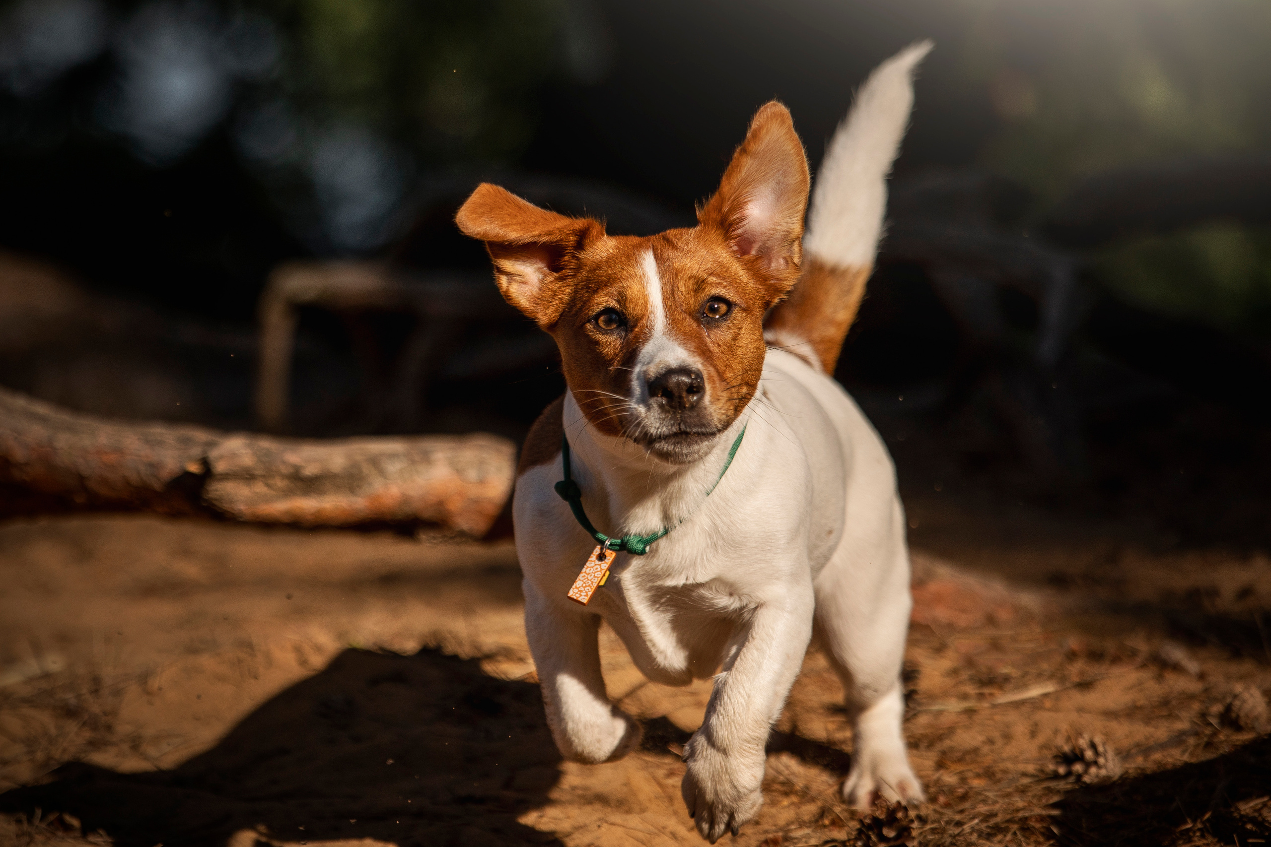 Наташа и Мерси. Фотограф — Анималист | Санкт-Петербург