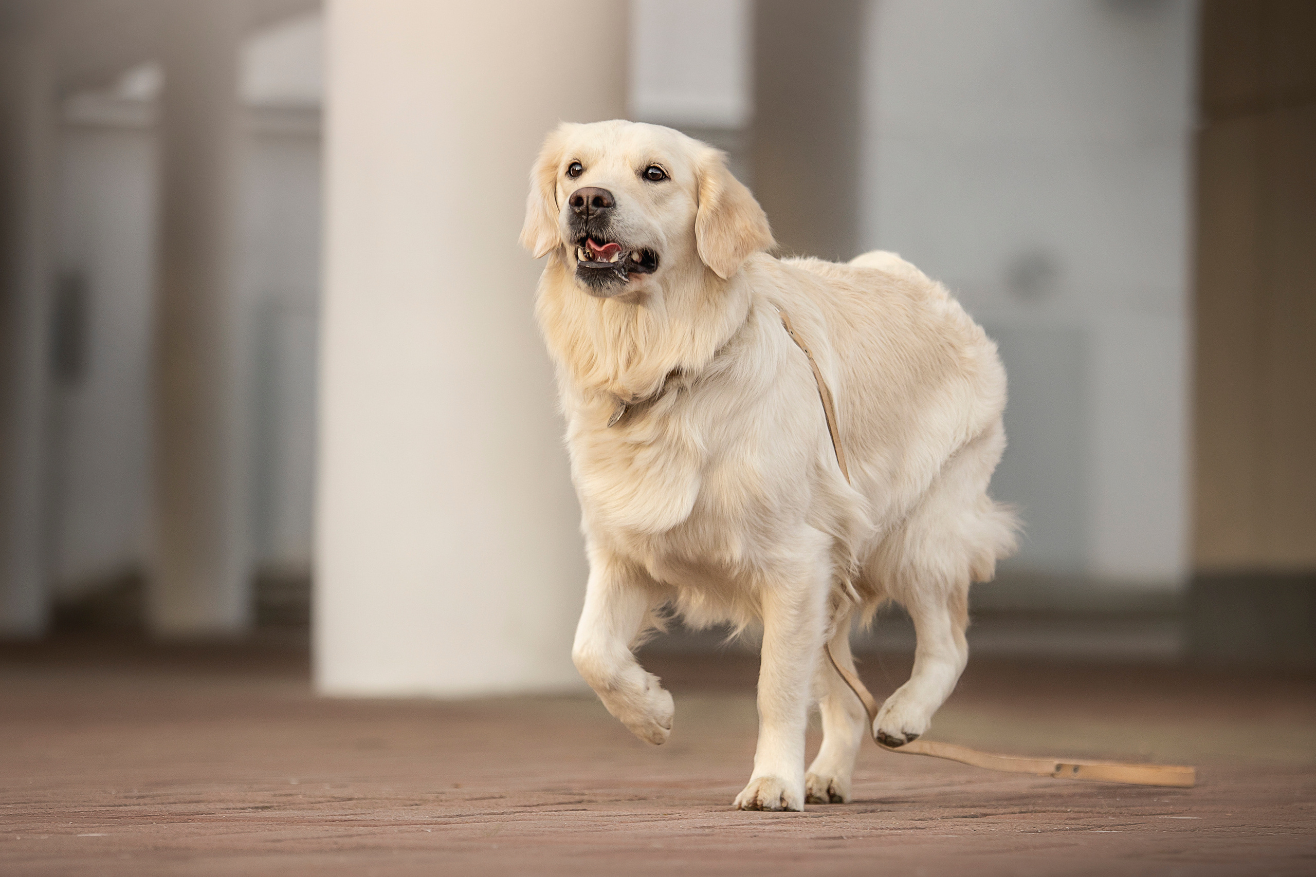 Молли и ее семья. Фотограф — Анималист | Санкт-Петербург