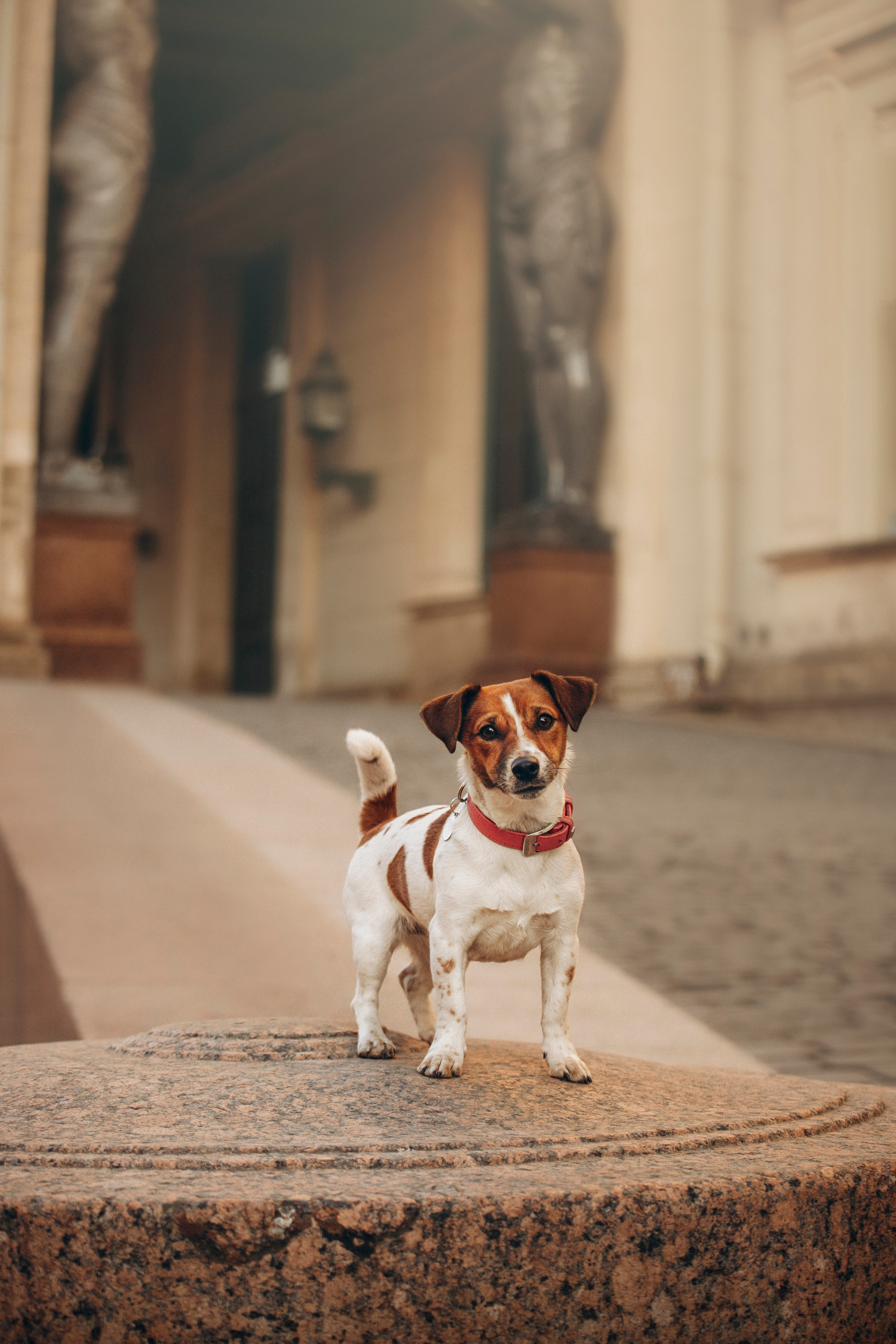 Лиза и Грета. Фотограф — Анималист | Санкт-Петербург