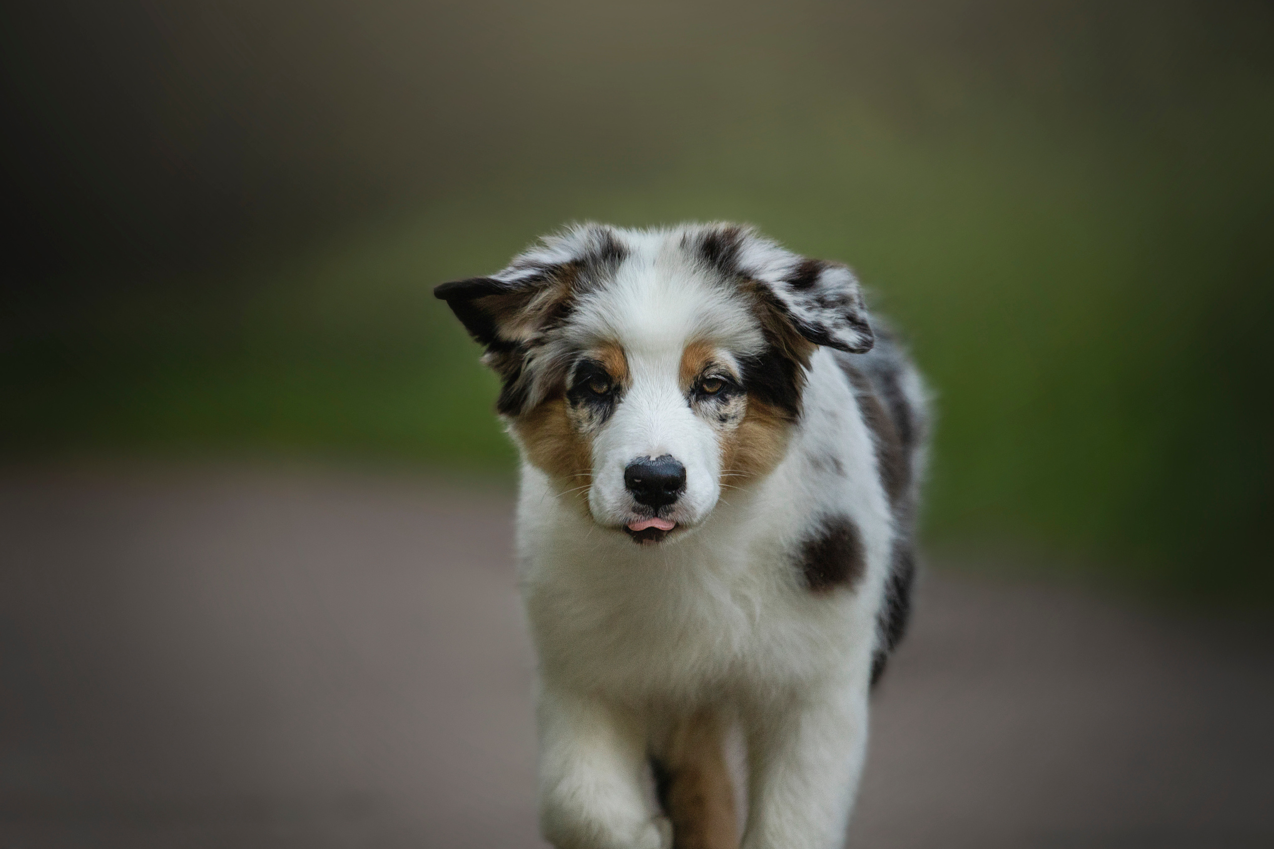 Ирина и Кайса. Фотограф — Анималист | Санкт-Петербург