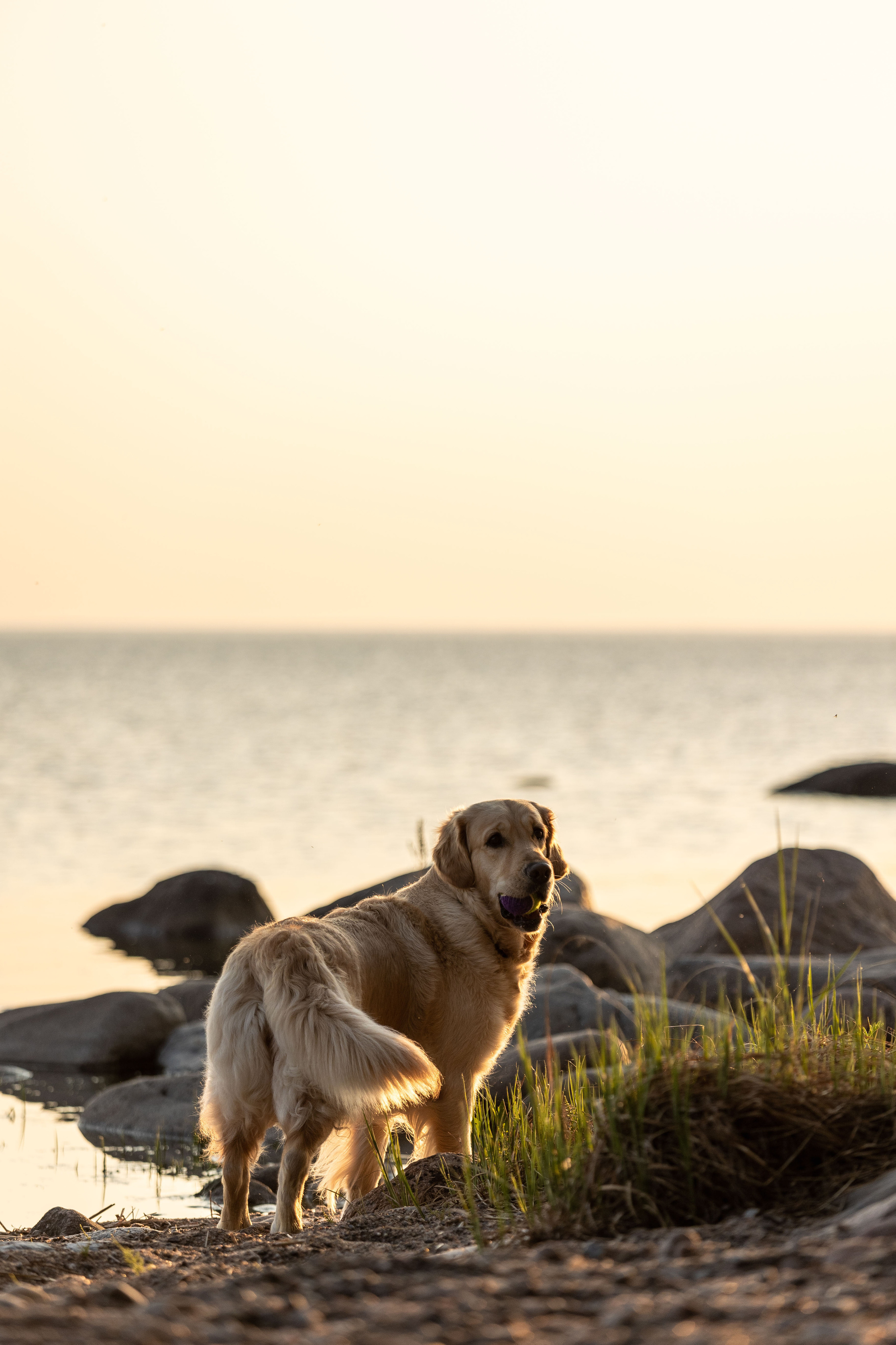 Марина и Чили. Фотограф — Анималист | Санкт-Петербург