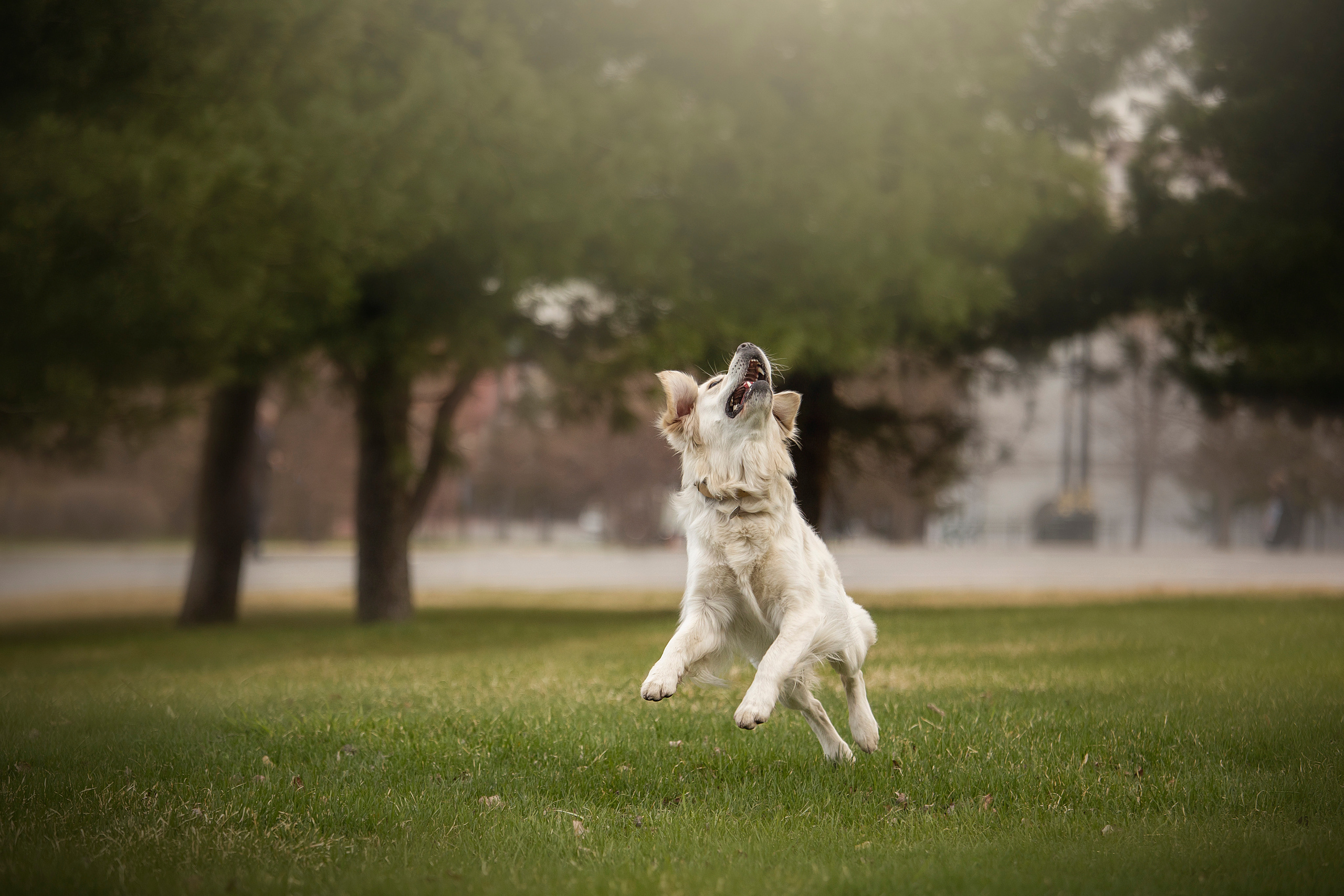 Молли и ее семья. Фотограф — Анималист | Санкт-Петербург