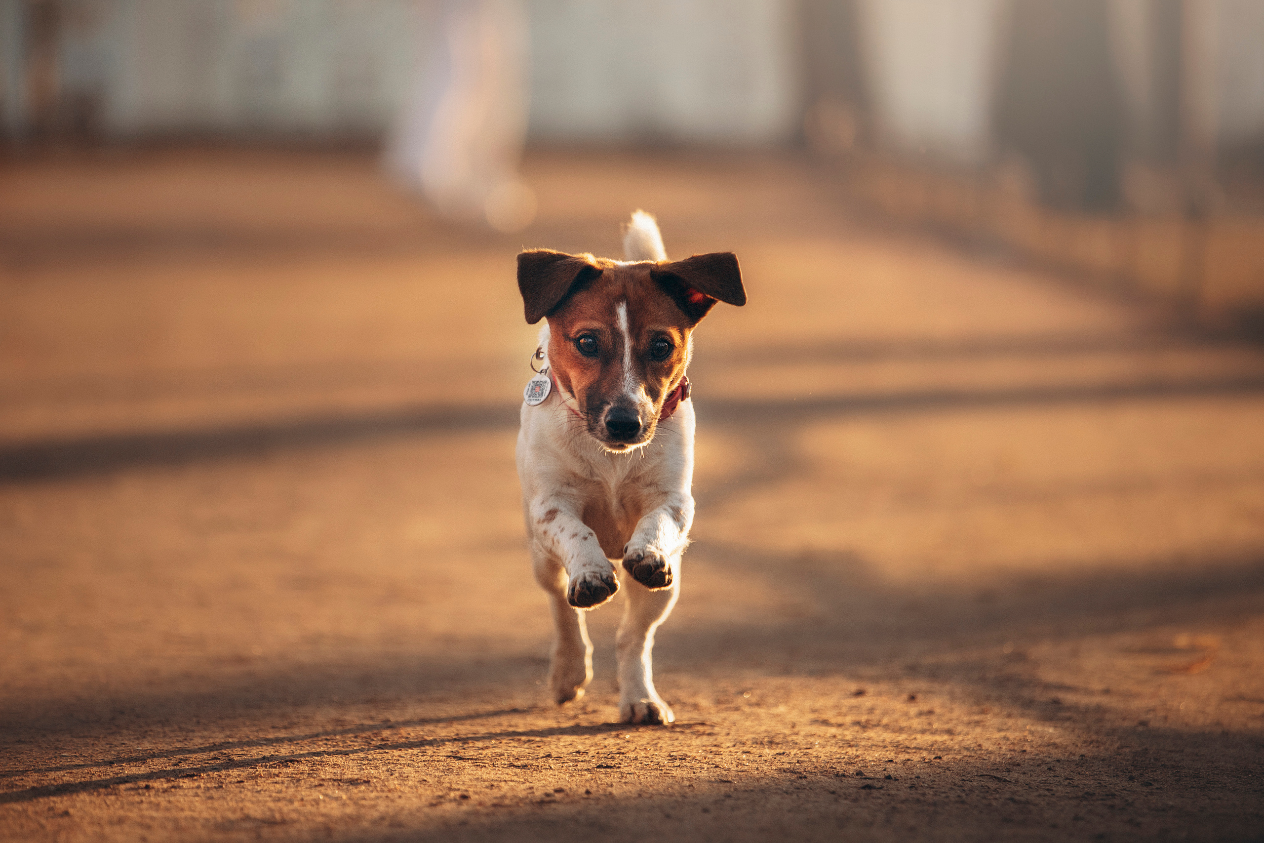 Лиза и Грета. Фотограф — Анималист | Санкт-Петербург