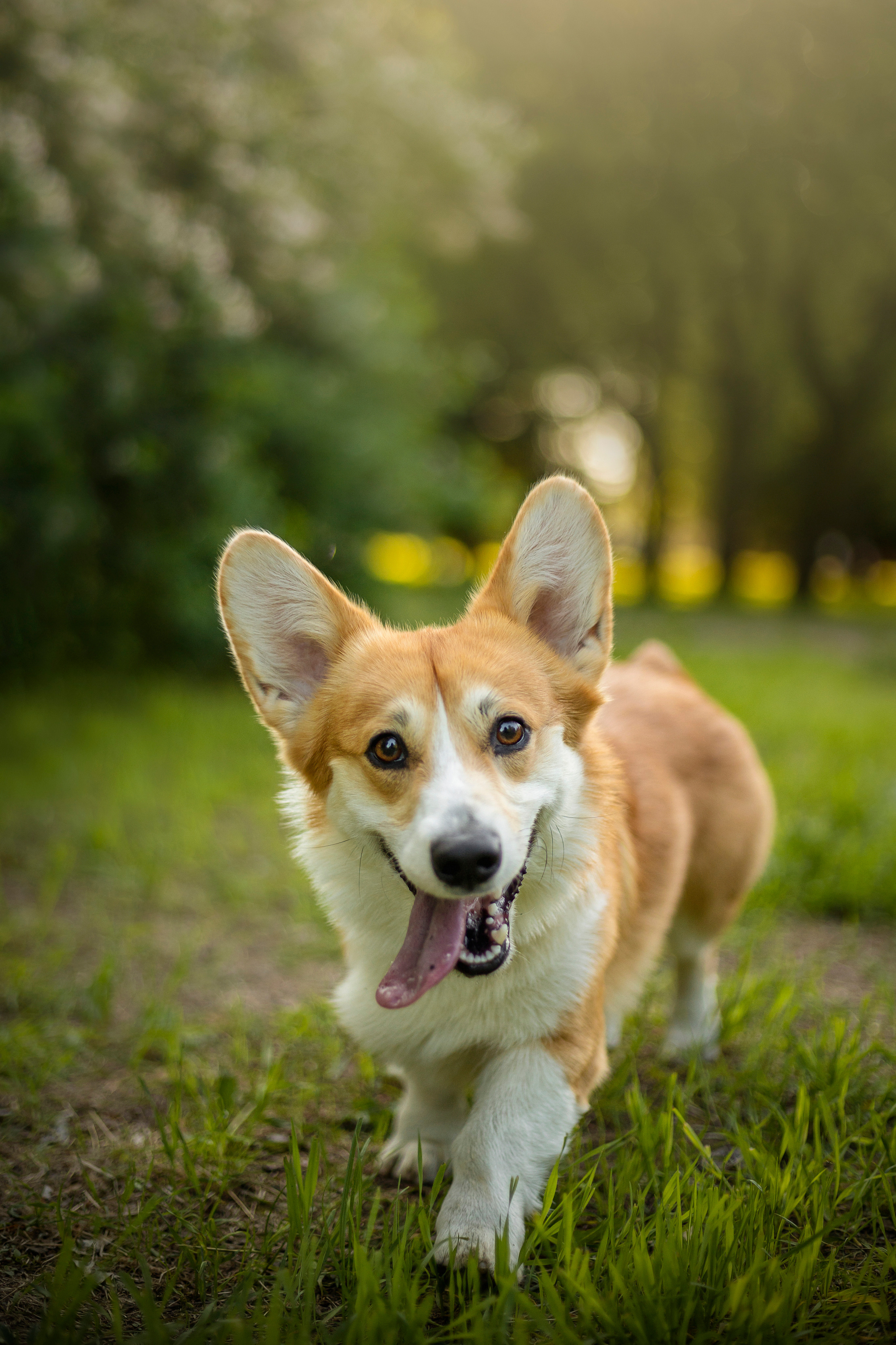 Настя и Стич. Фотограф — Анималист | Санкт-Петербург