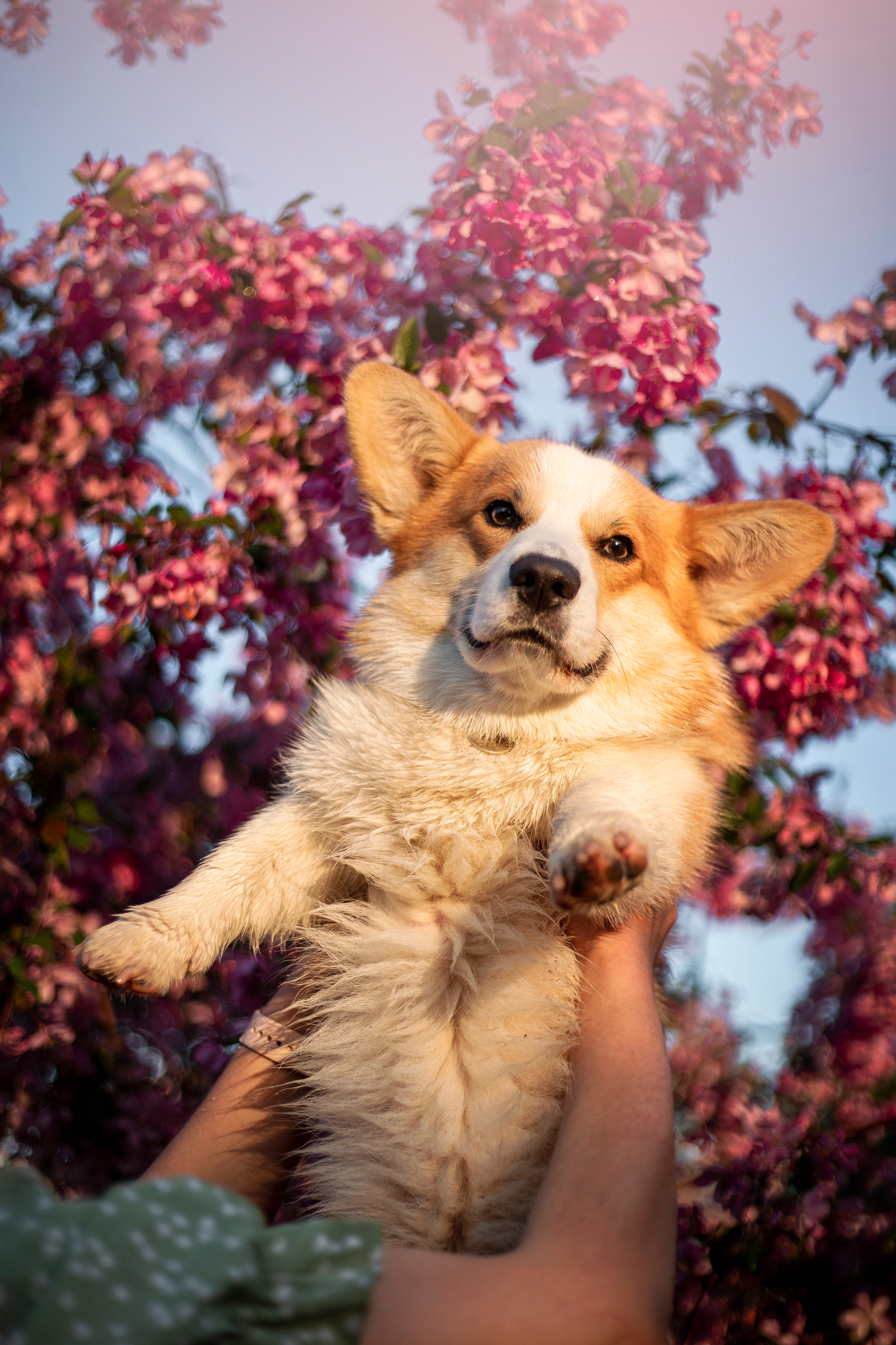 Юля и Лео. Фотограф — Анималист | Санкт-Петербург