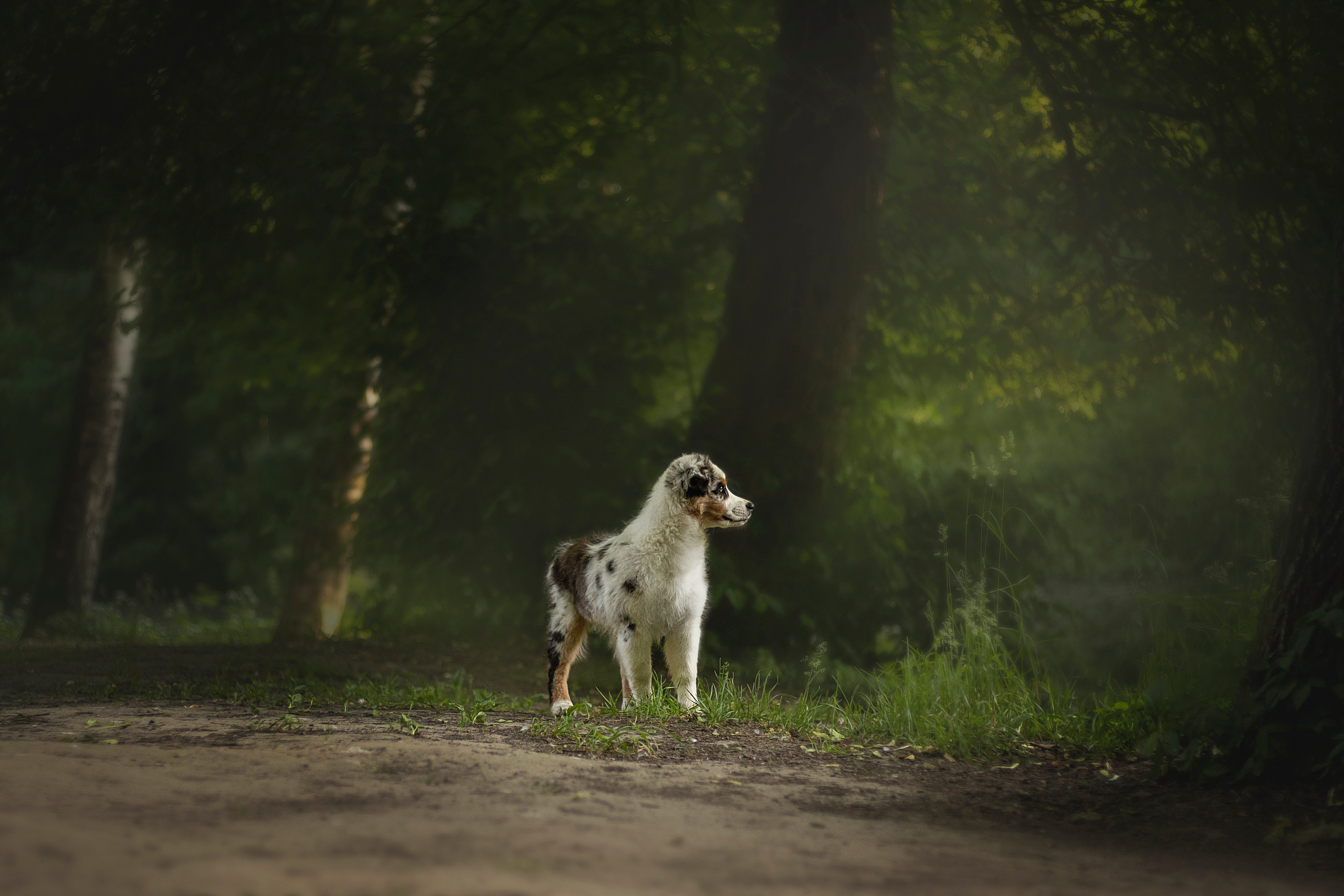 Ирина и Кайса. Фотограф — Анималист | Санкт-Петербург