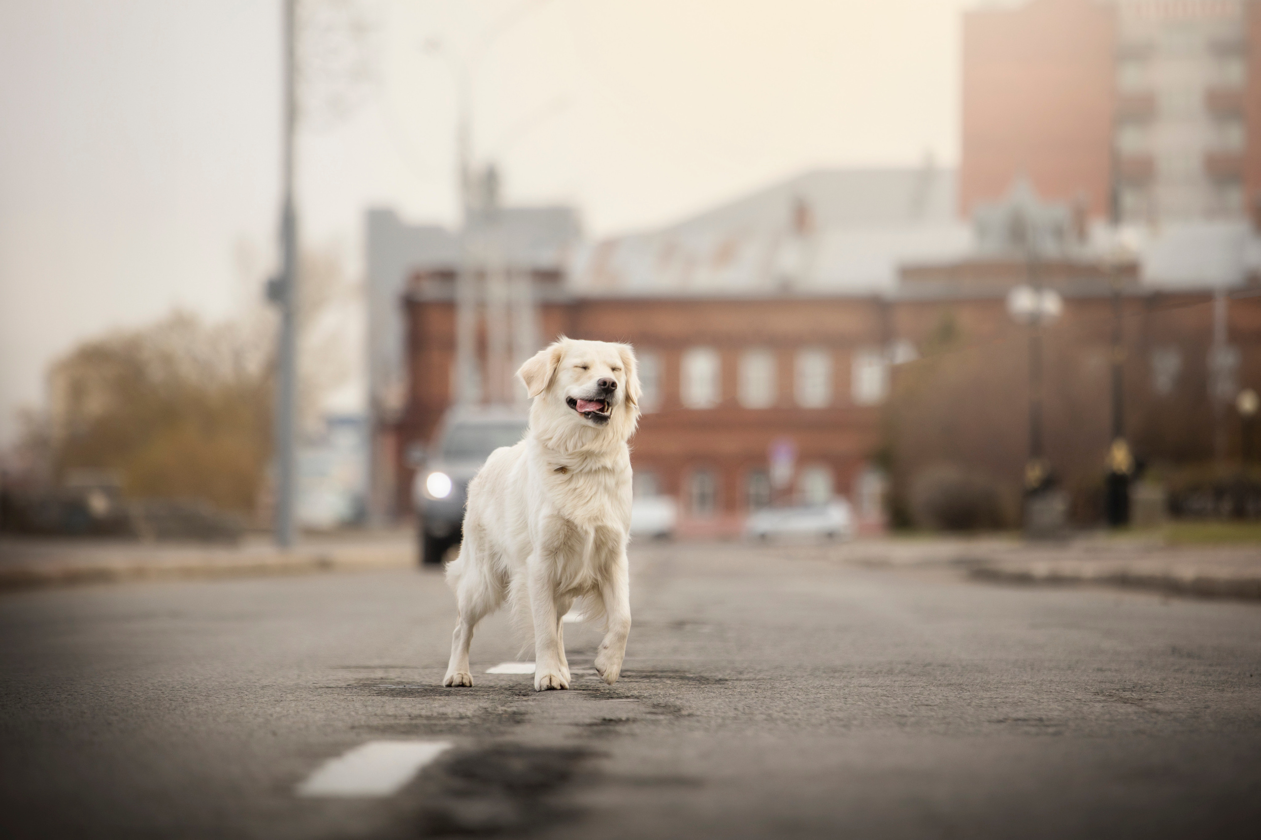 Молли и ее семья. Фотограф — Анималист | Санкт-Петербург
