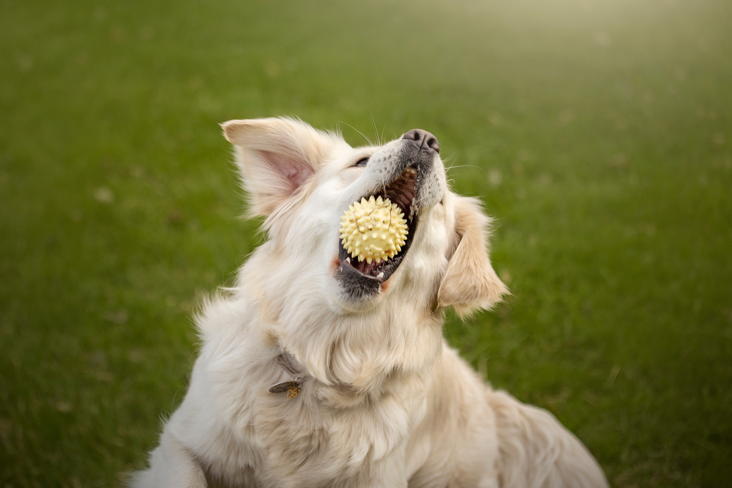 Молли и ее семья. Фотограф — Анималист | Санкт-Петербург