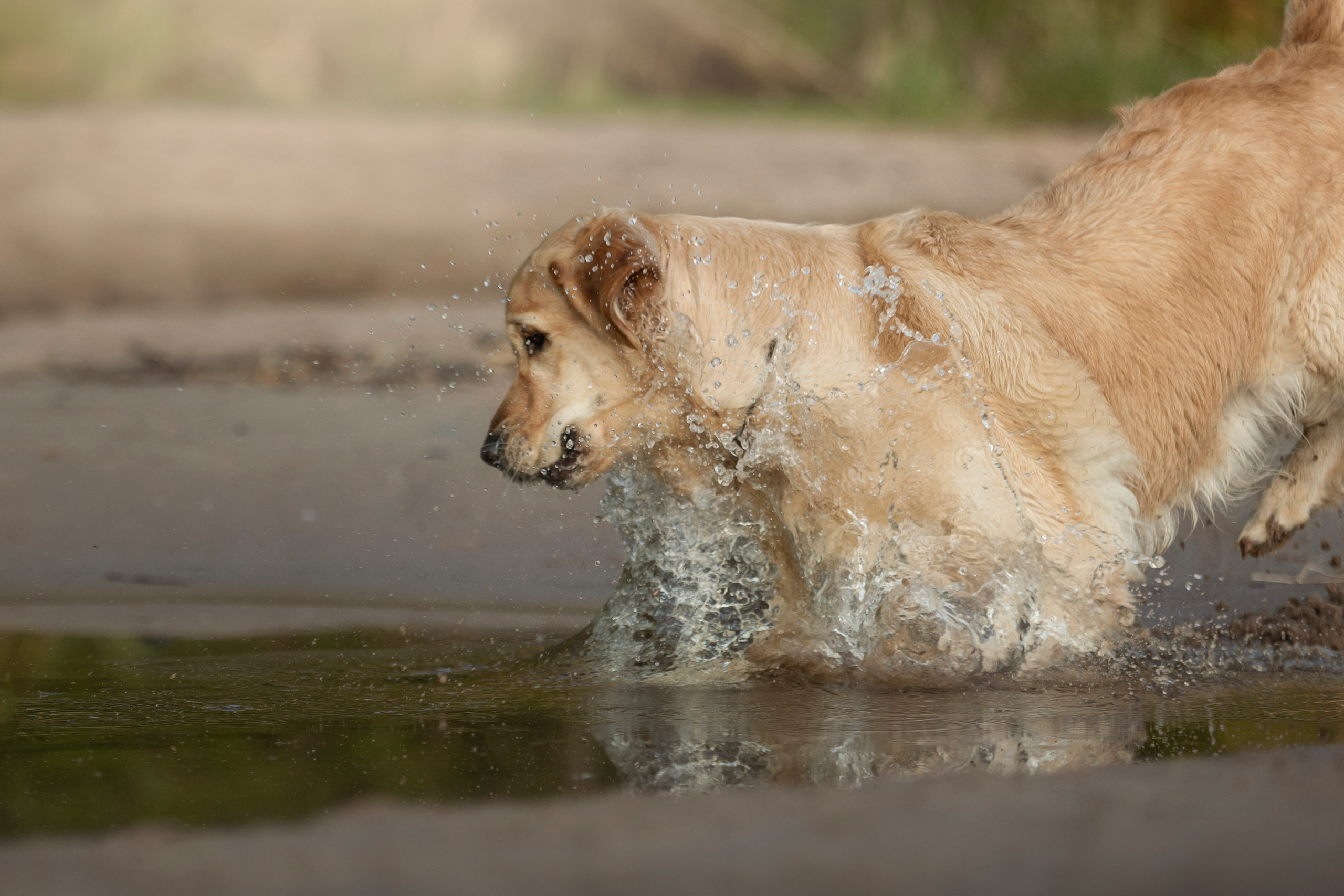 Марина и Чили. Фотограф — Анималист | Санкт-Петербург