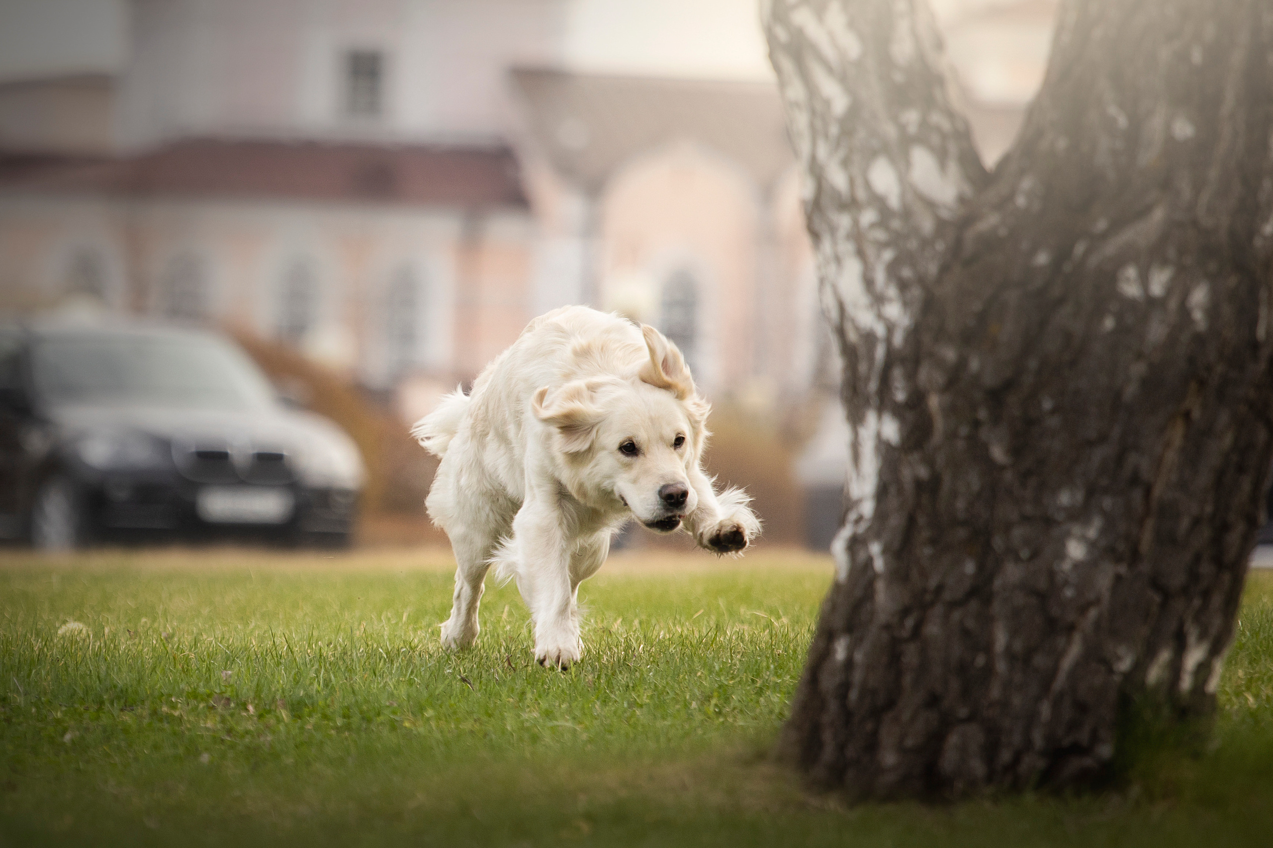 Молли и ее семья. Фотограф — Анималист | Санкт-Петербург