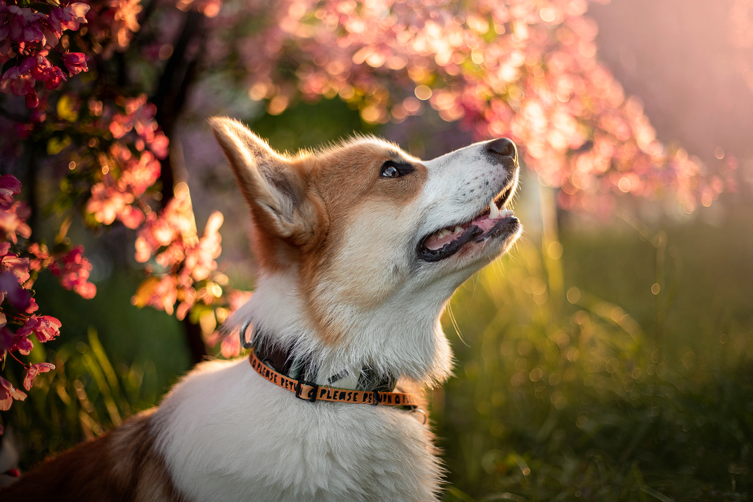 Юля и Лео. Фотограф — Анималист | Санкт-Петербург