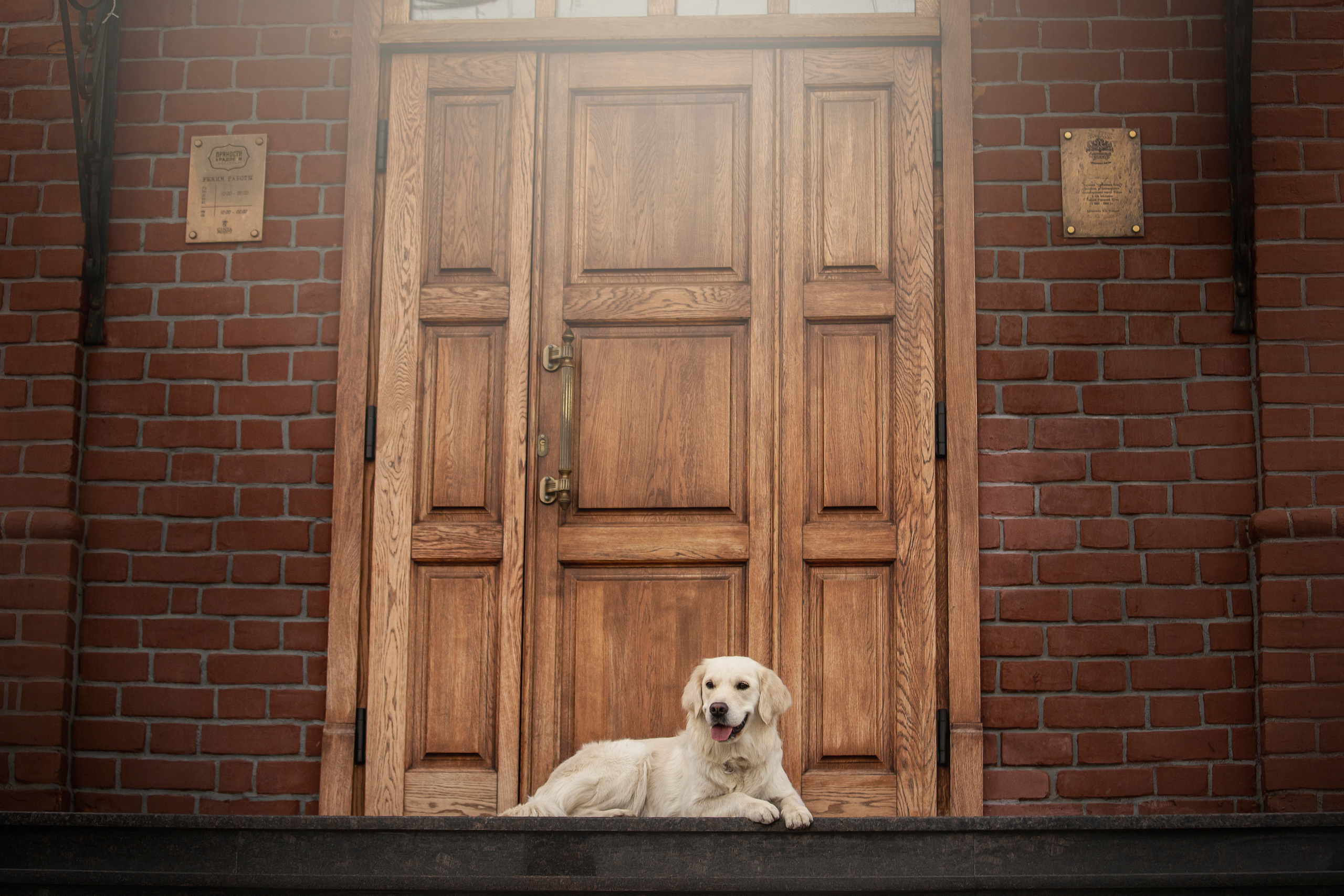 Молли и ее семья. Фотограф — Анималист | Санкт-Петербург