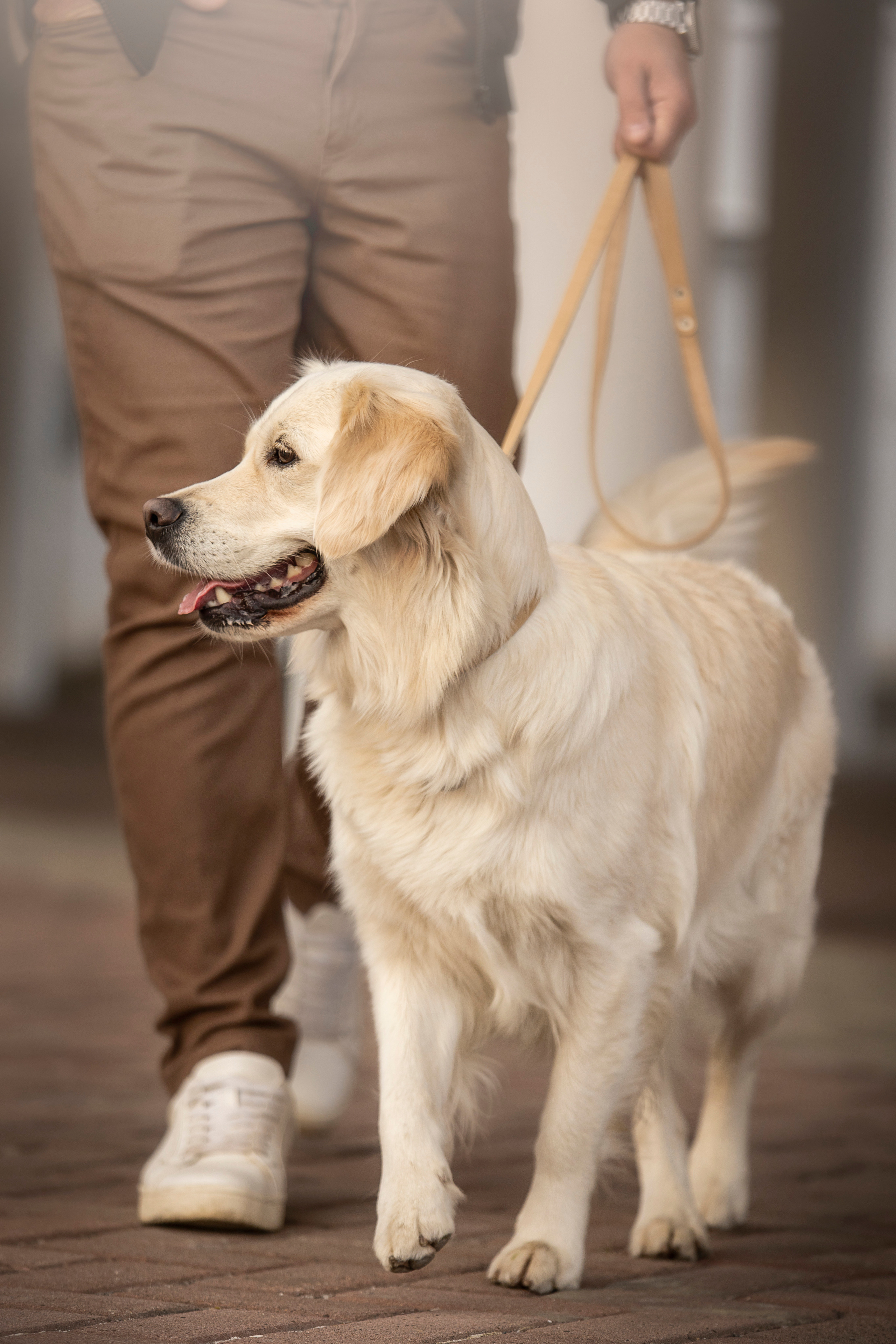 Молли и ее семья. Фотограф — Анималист | Санкт-Петербург