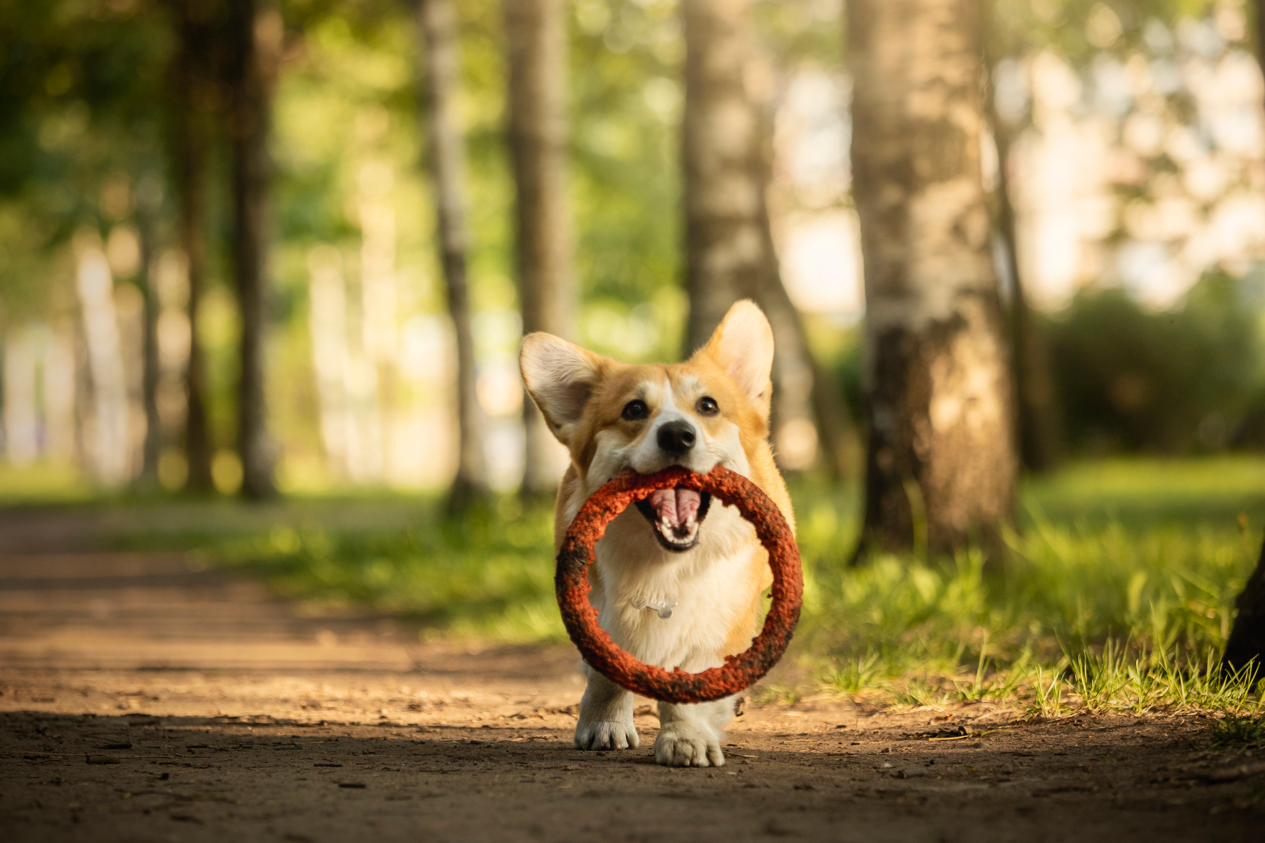 Настя и Стич. Фотограф — Анималист | Санкт-Петербург