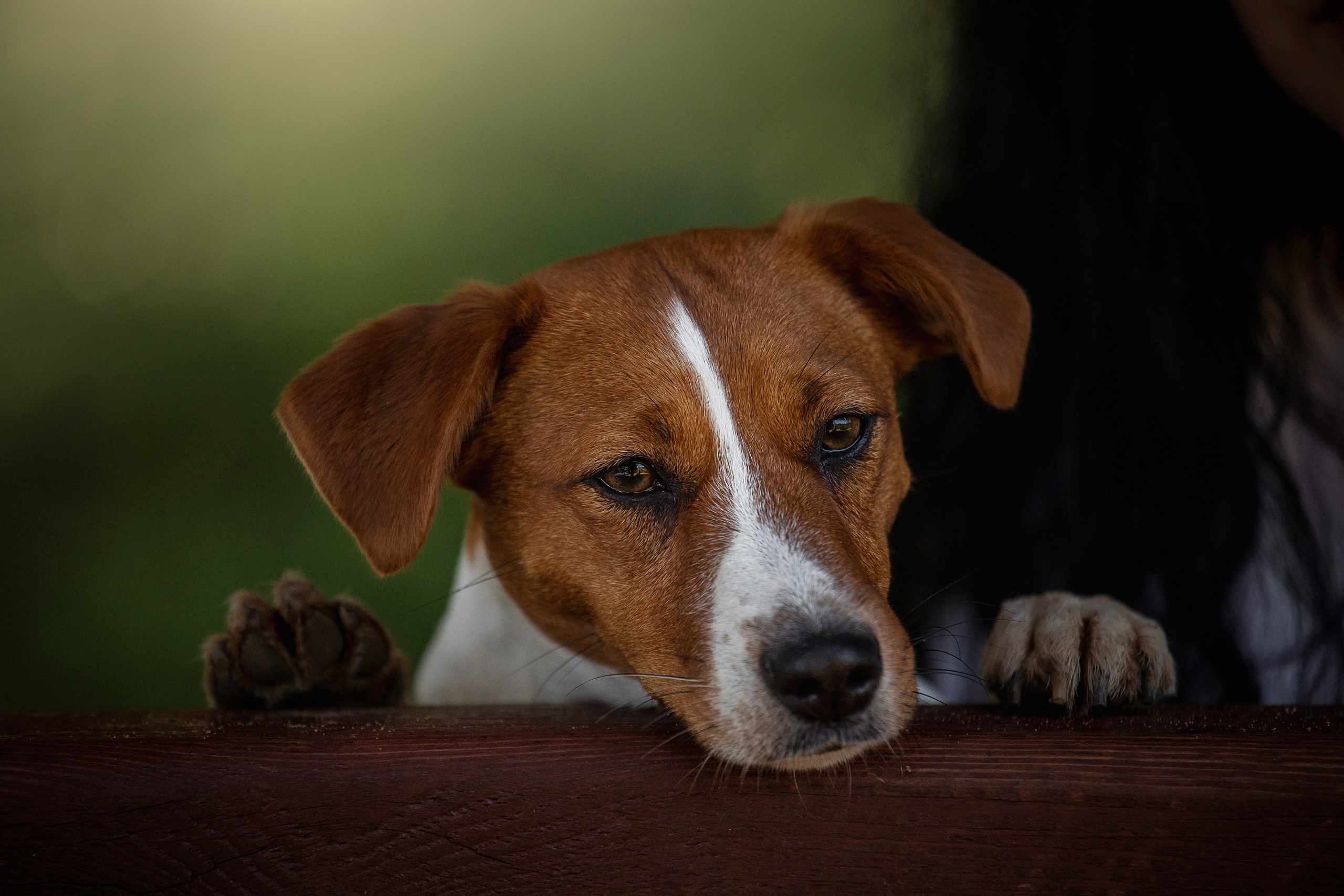 Наташа и Мерси. Фотограф — Анималист | Санкт-Петербург