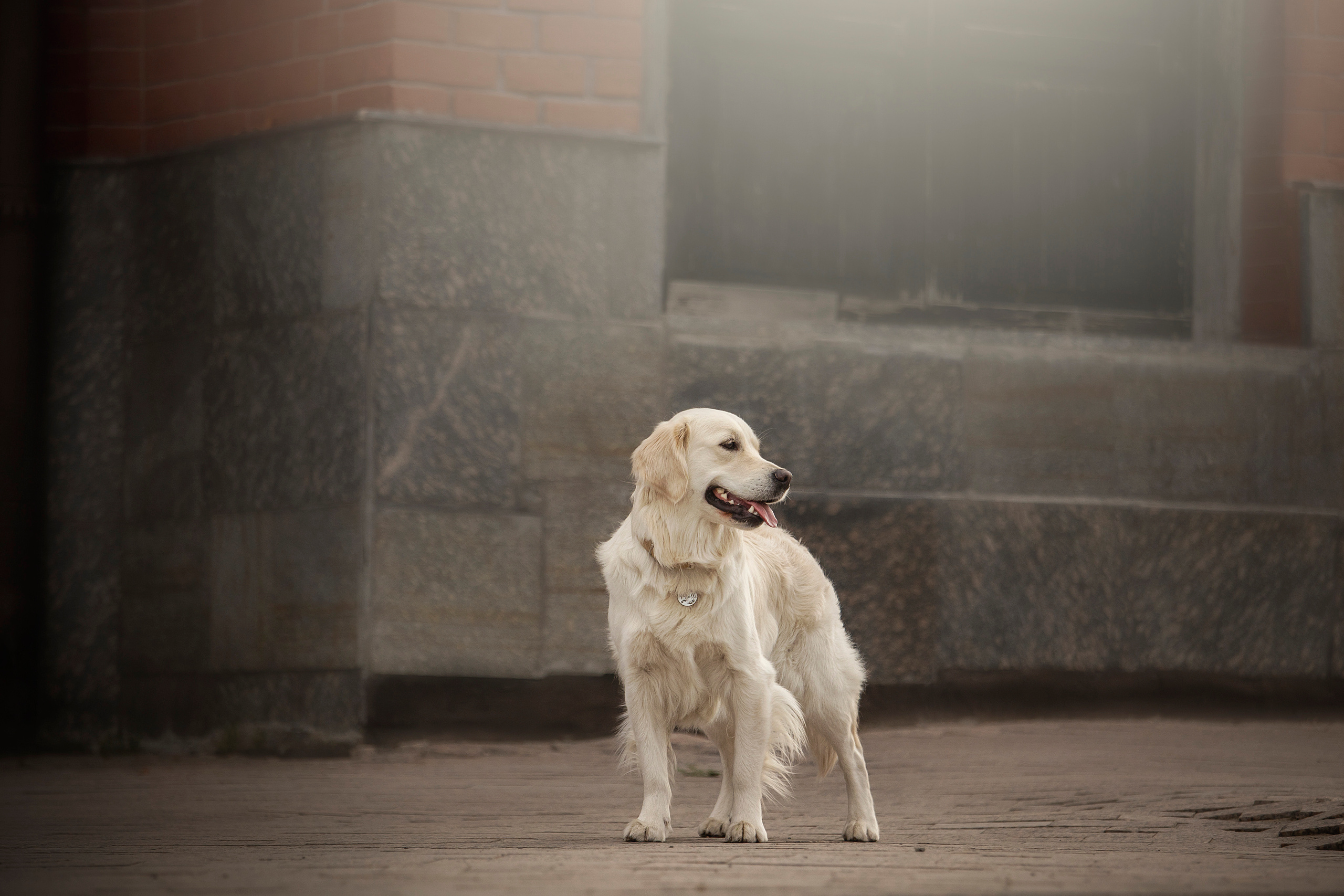 Молли и ее семья. Фотограф — Анималист | Санкт-Петербург
