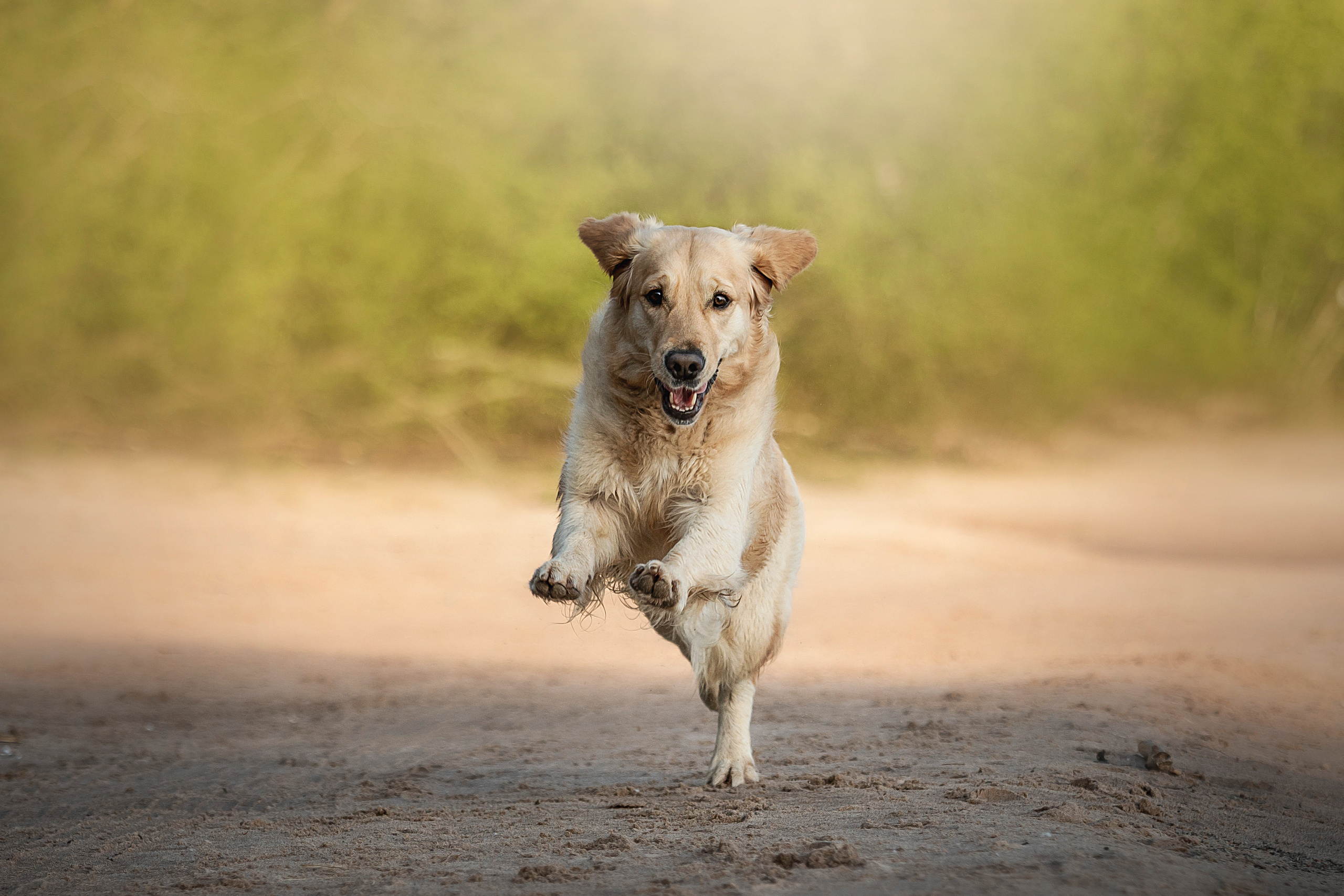 Марина и Чили. Фотограф — Анималист | Санкт-Петербург