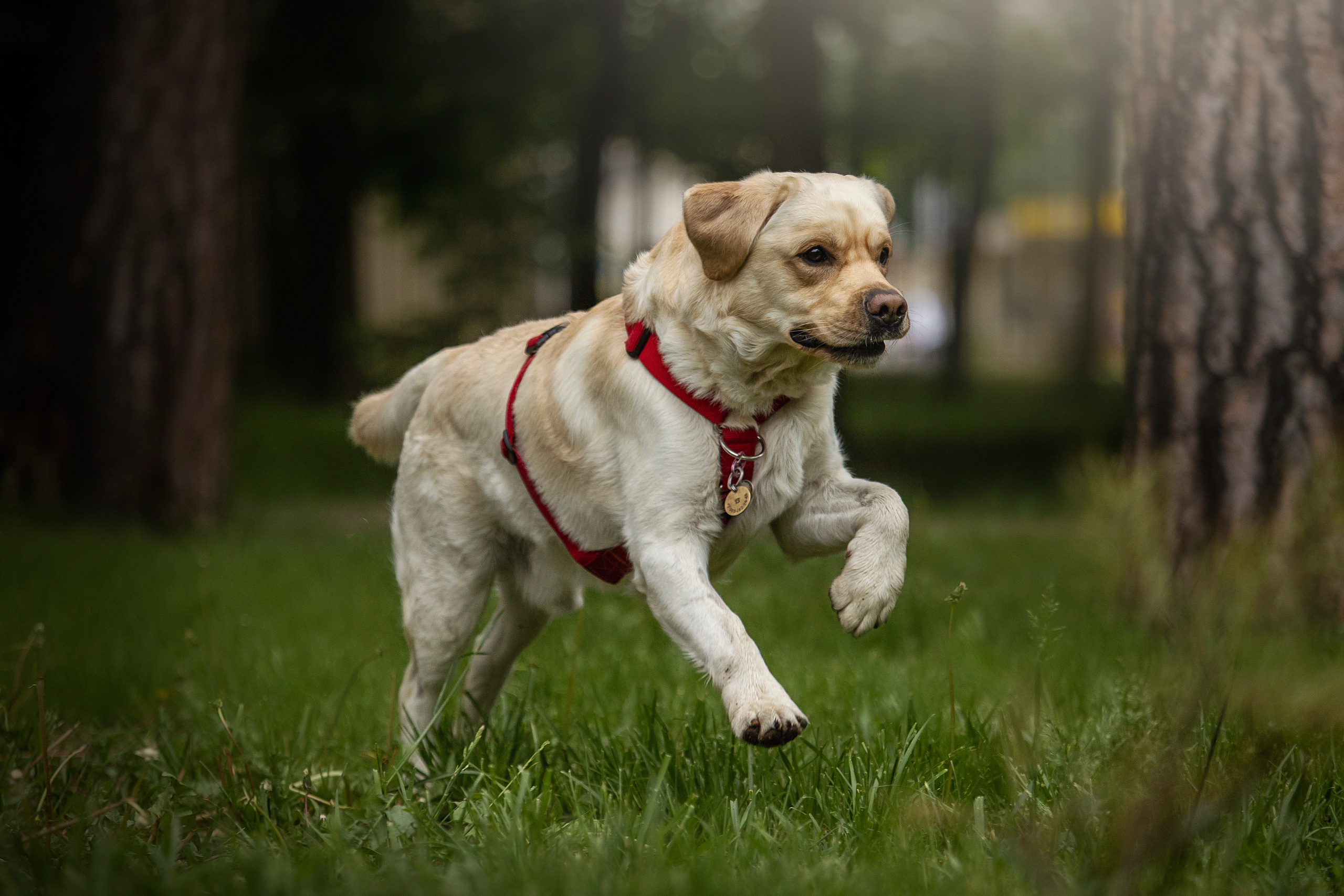 Наталья и Лорд. Фотограф — Анималист | Санкт-Петербург
