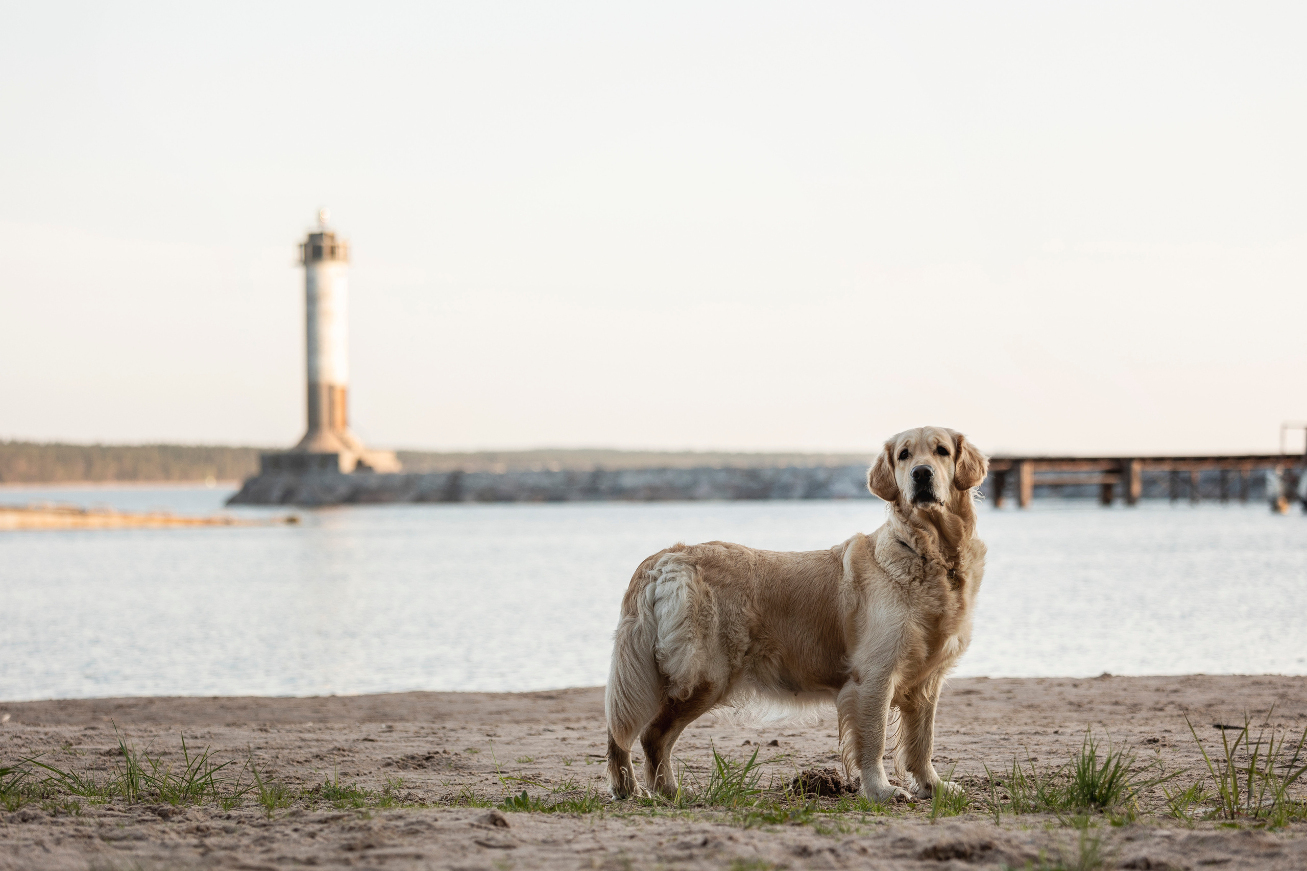 Марина и Чили. Фотограф — Анималист | Санкт-Петербург