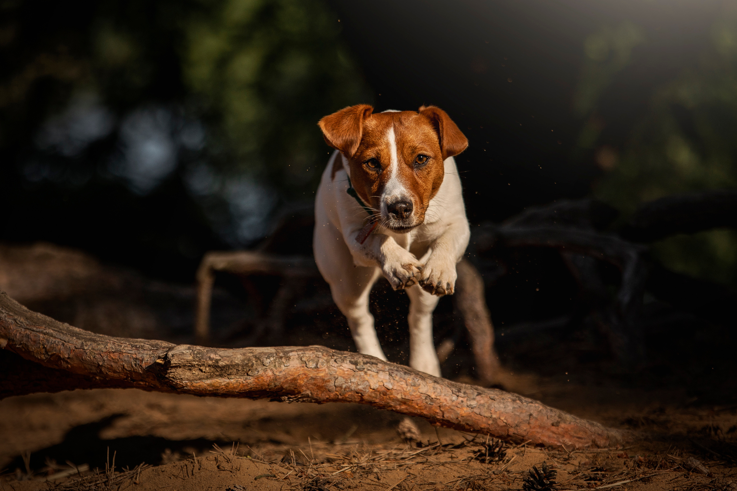 Наташа и Мерси. Фотограф — Анималист | Санкт-Петербург