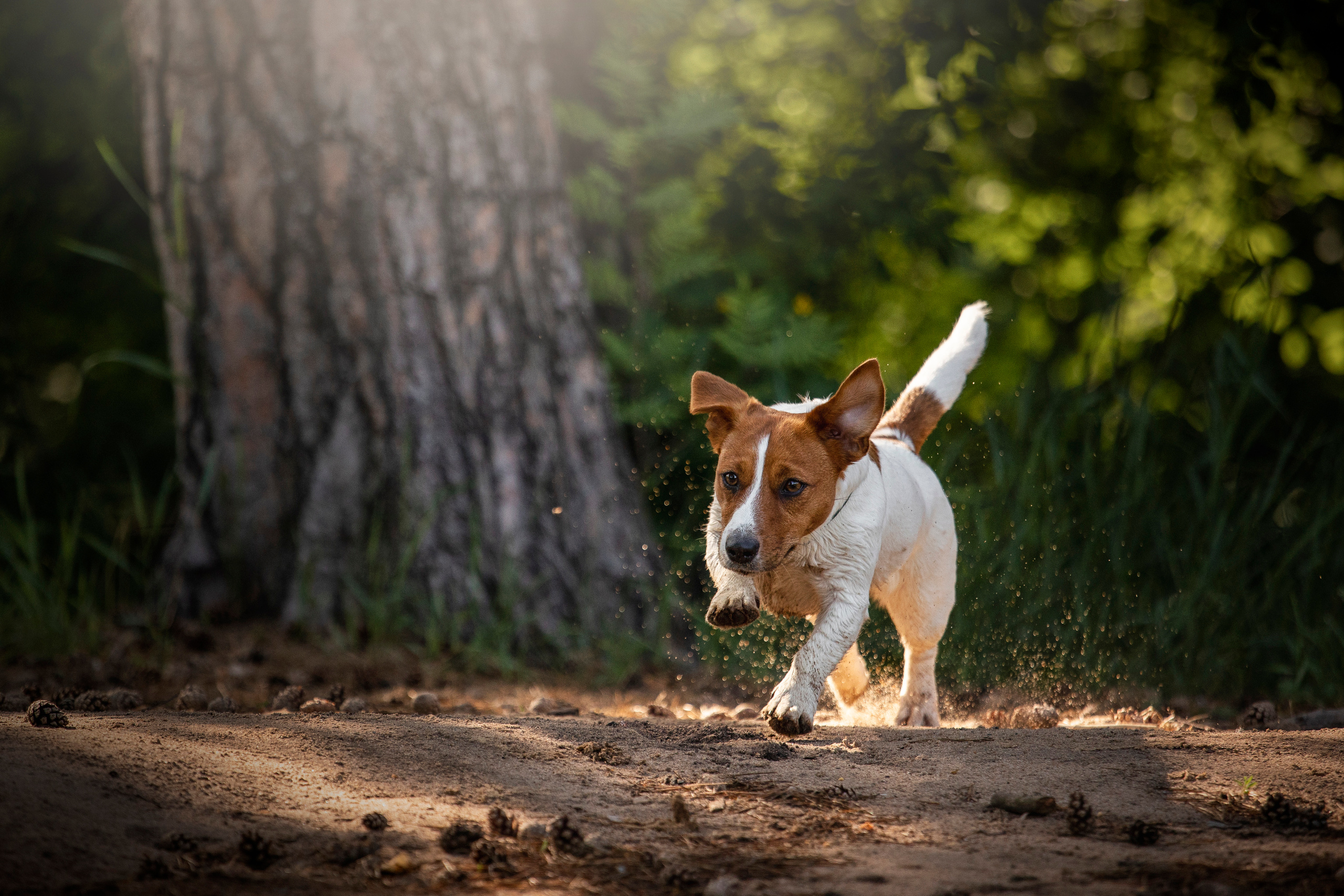 Наташа и Мерси. Фотограф — Анималист | Санкт-Петербург