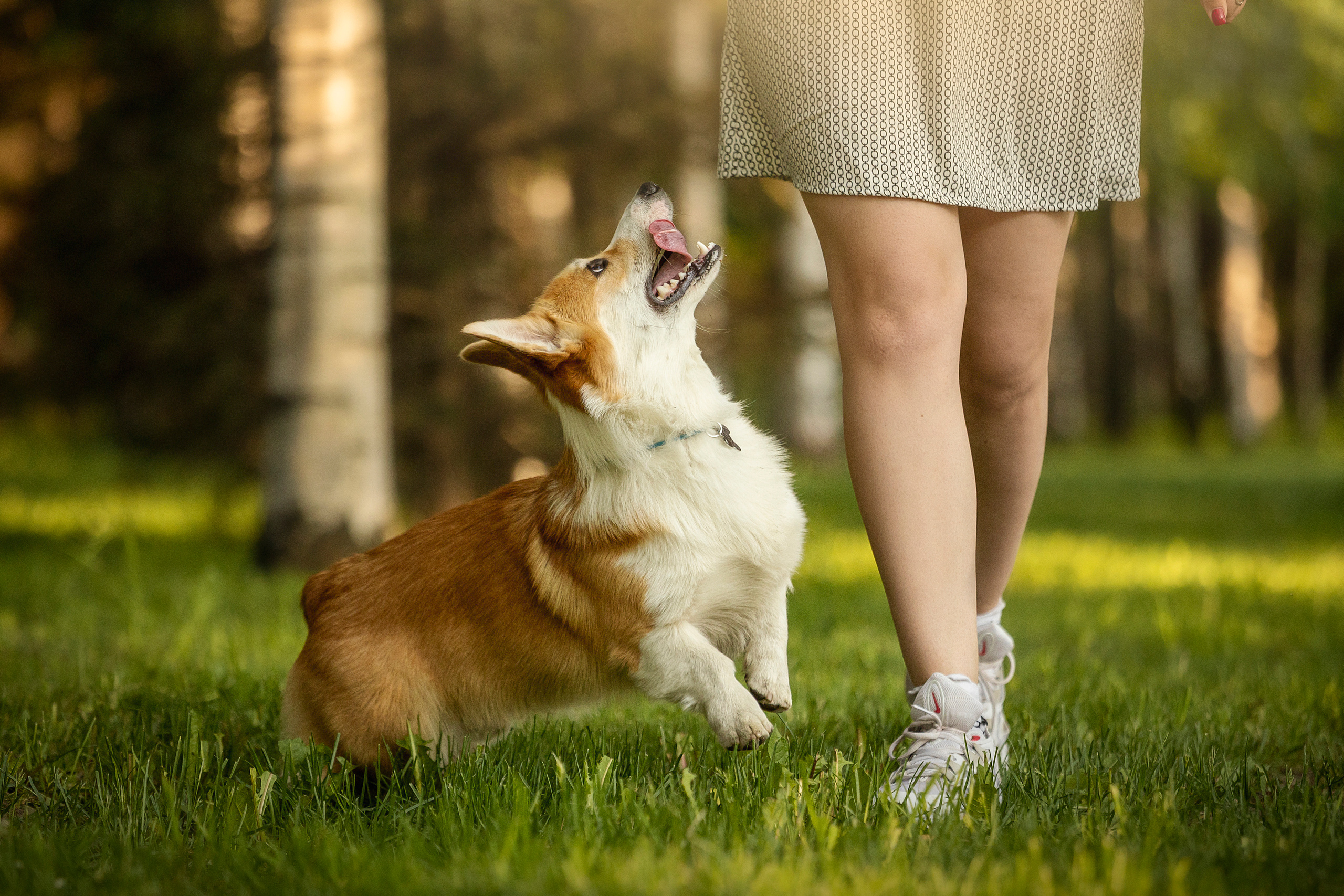 Настя и Стич. Фотограф — Анималист | Санкт-Петербург