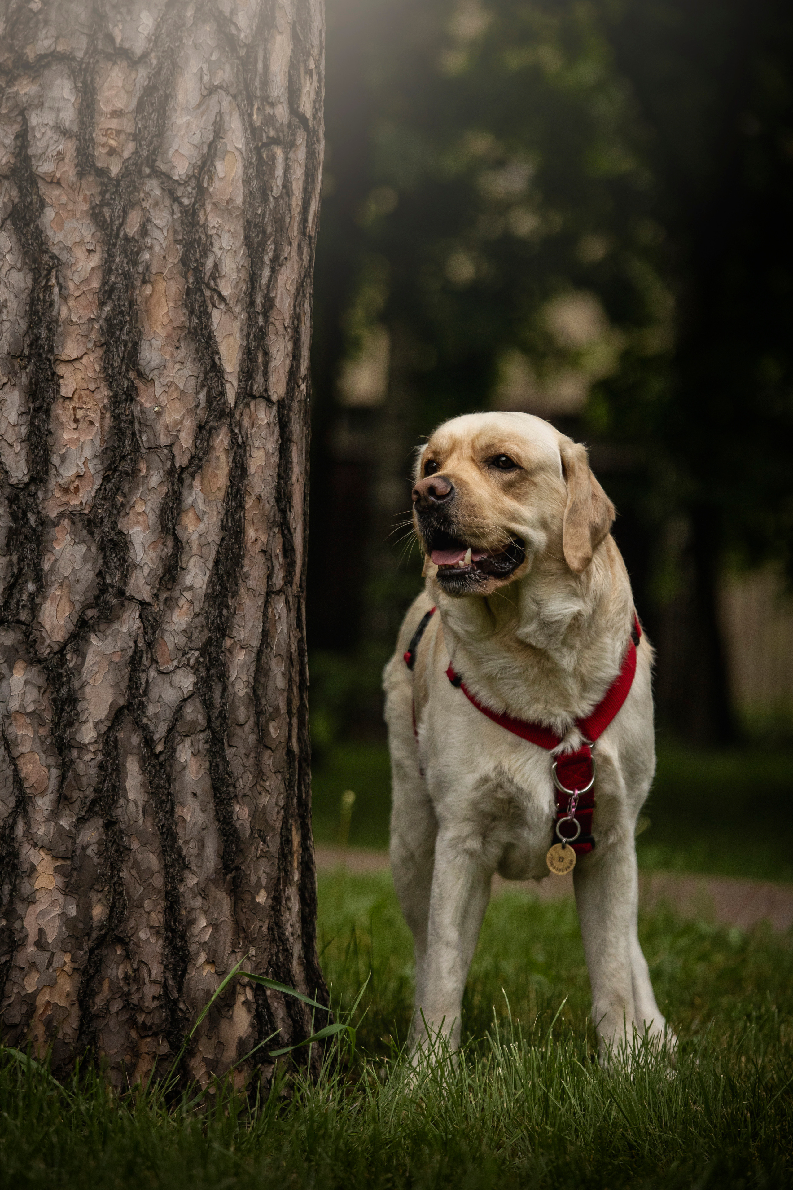 Наталья и Лорд. Фотограф — Анималист | Санкт-Петербург