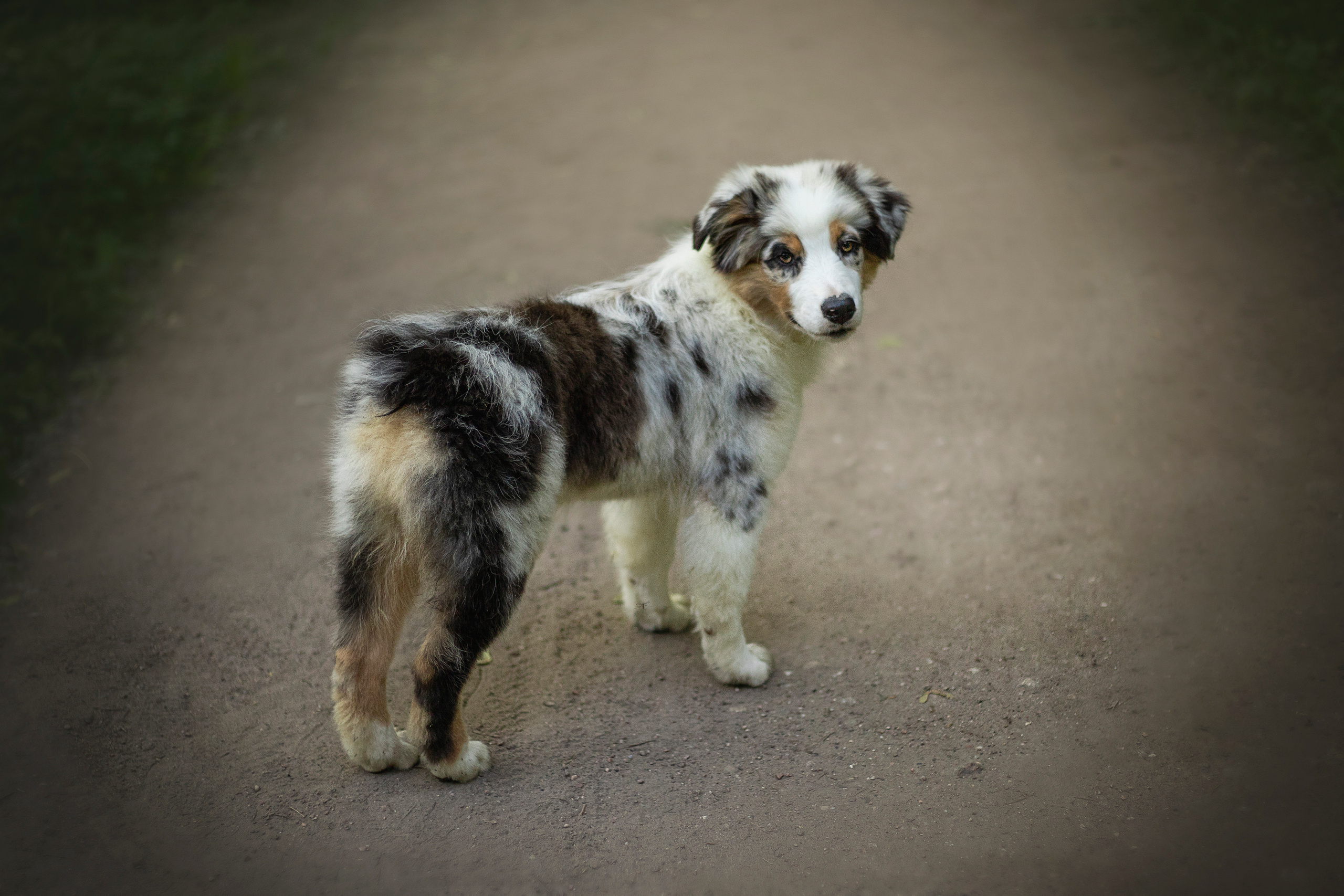Ирина и Кайса. Фотограф — Анималист | Санкт-Петербург