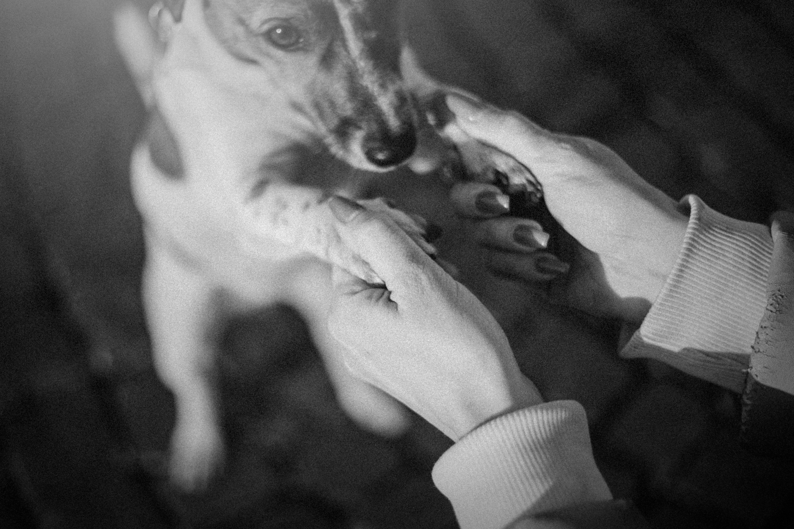 Лиза и Грета. Фотограф — Анималист | Санкт-Петербург