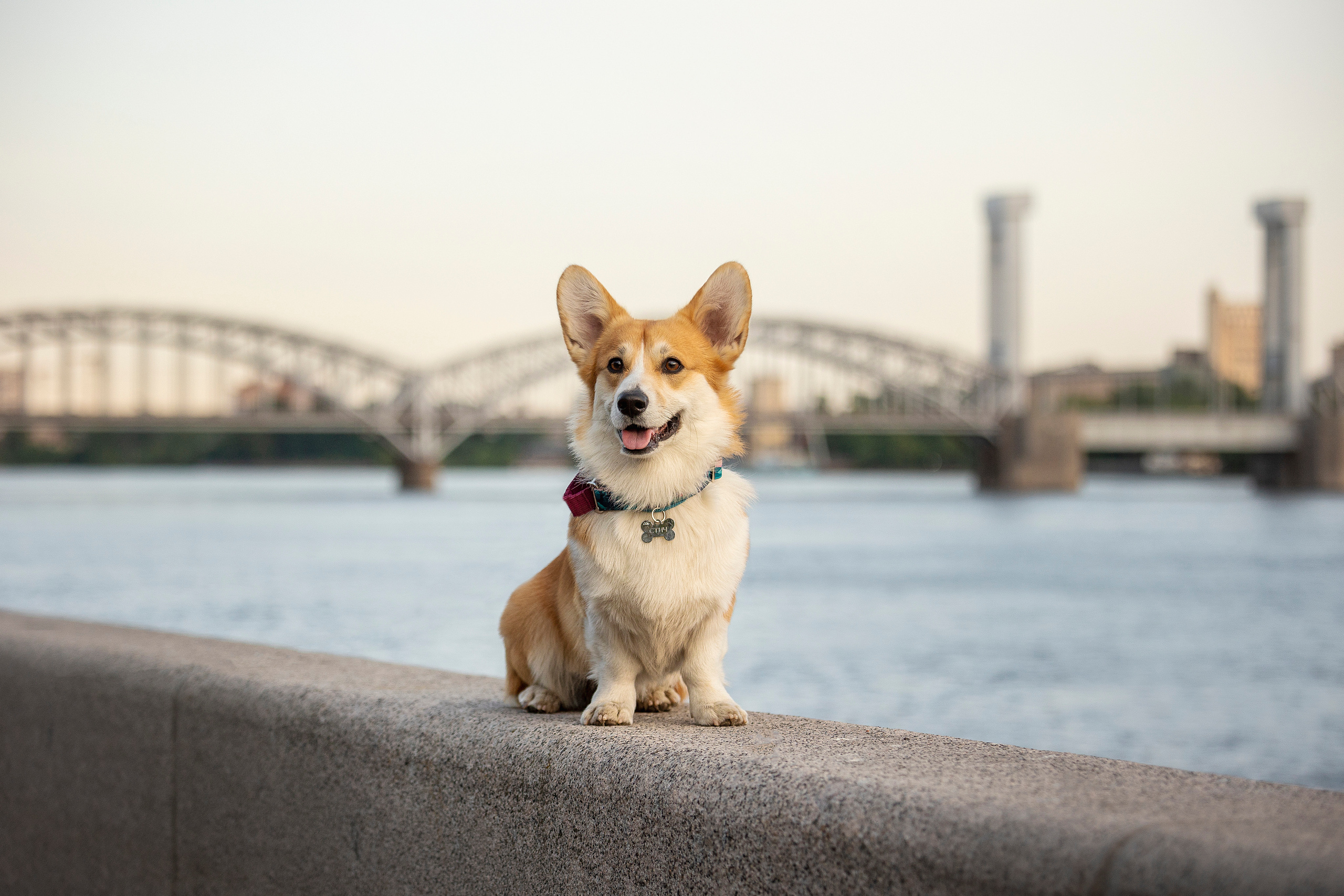 Настя и Стич. Фотограф — Анималист | Санкт-Петербург