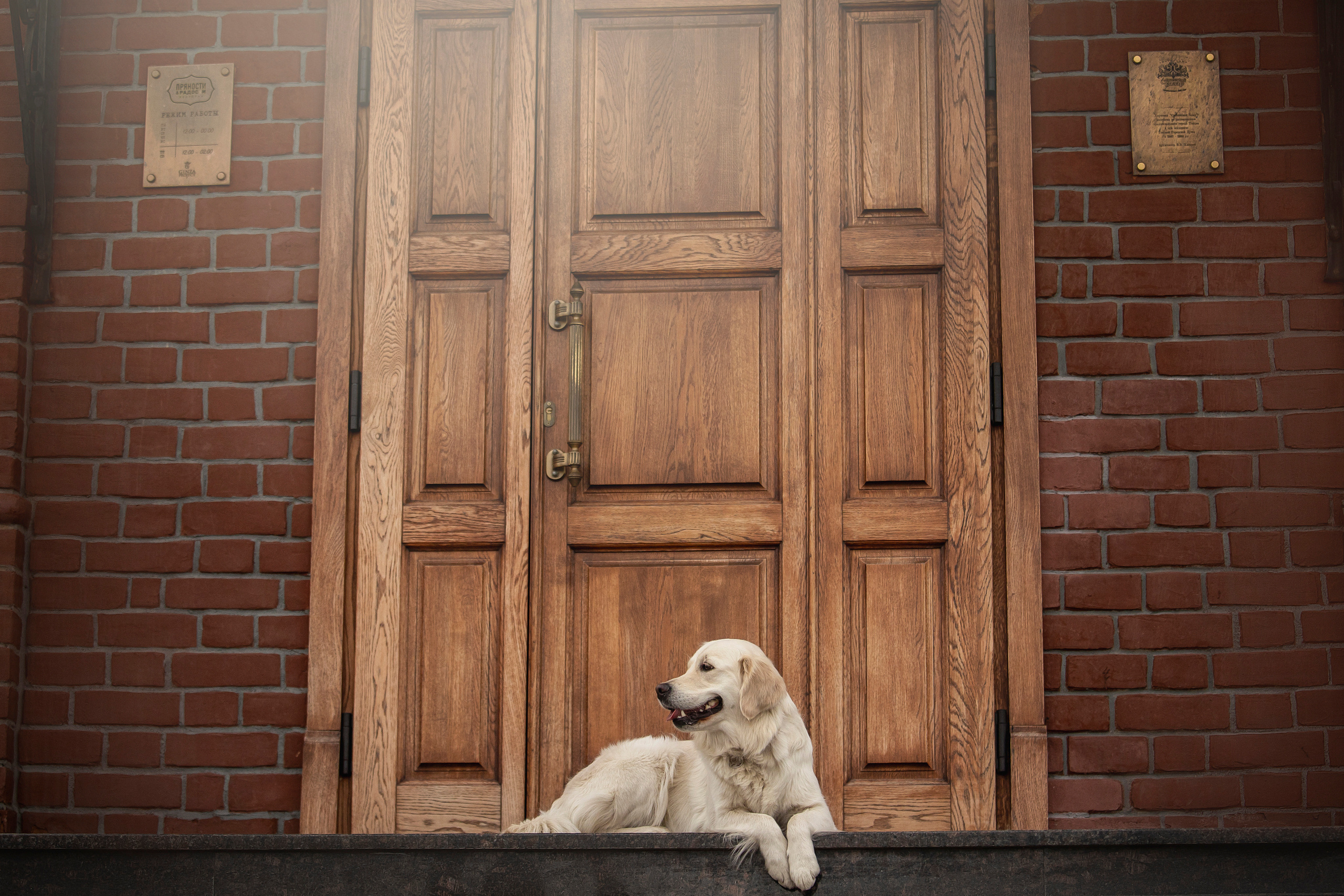 Молли и ее семья. Фотограф — Анималист | Санкт-Петербург