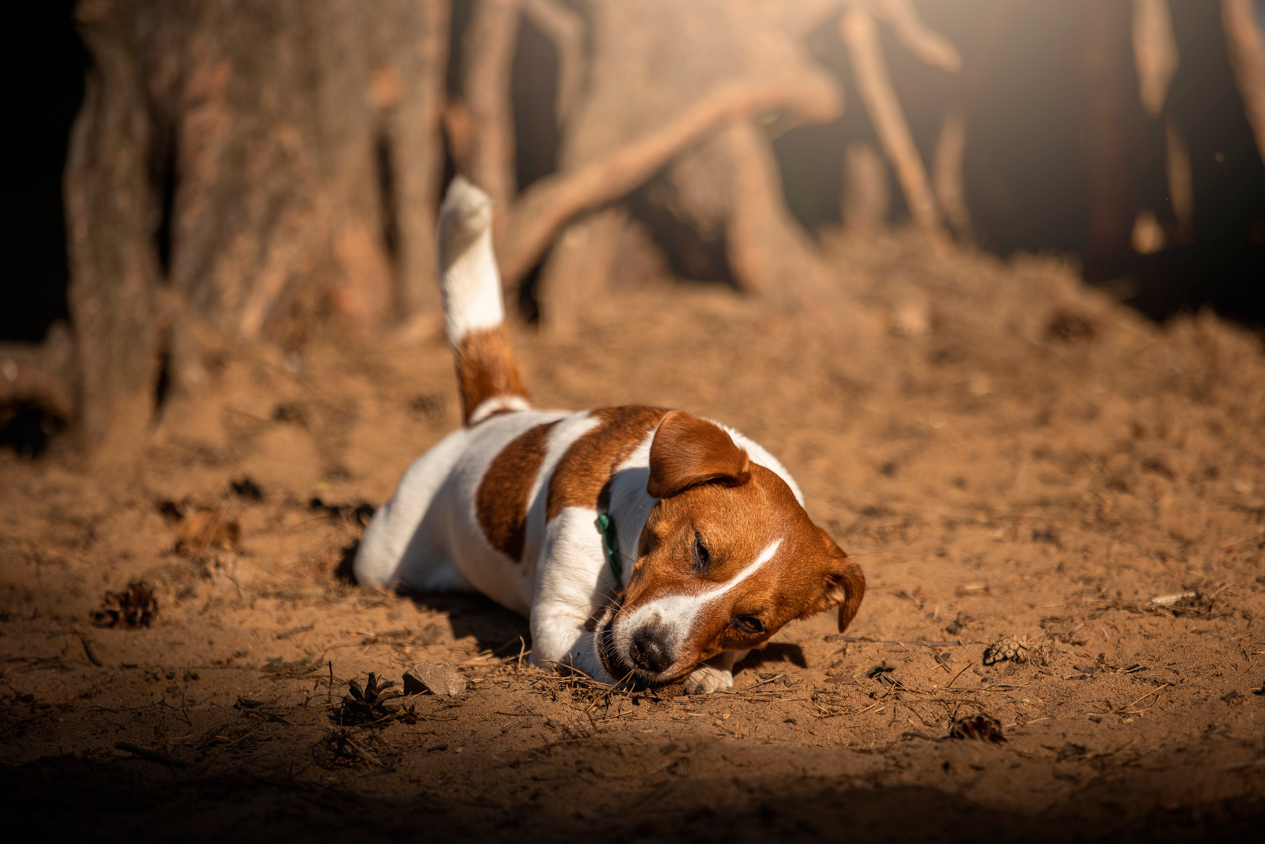 Наташа и Мерси. Фотограф — Анималист | Санкт-Петербург