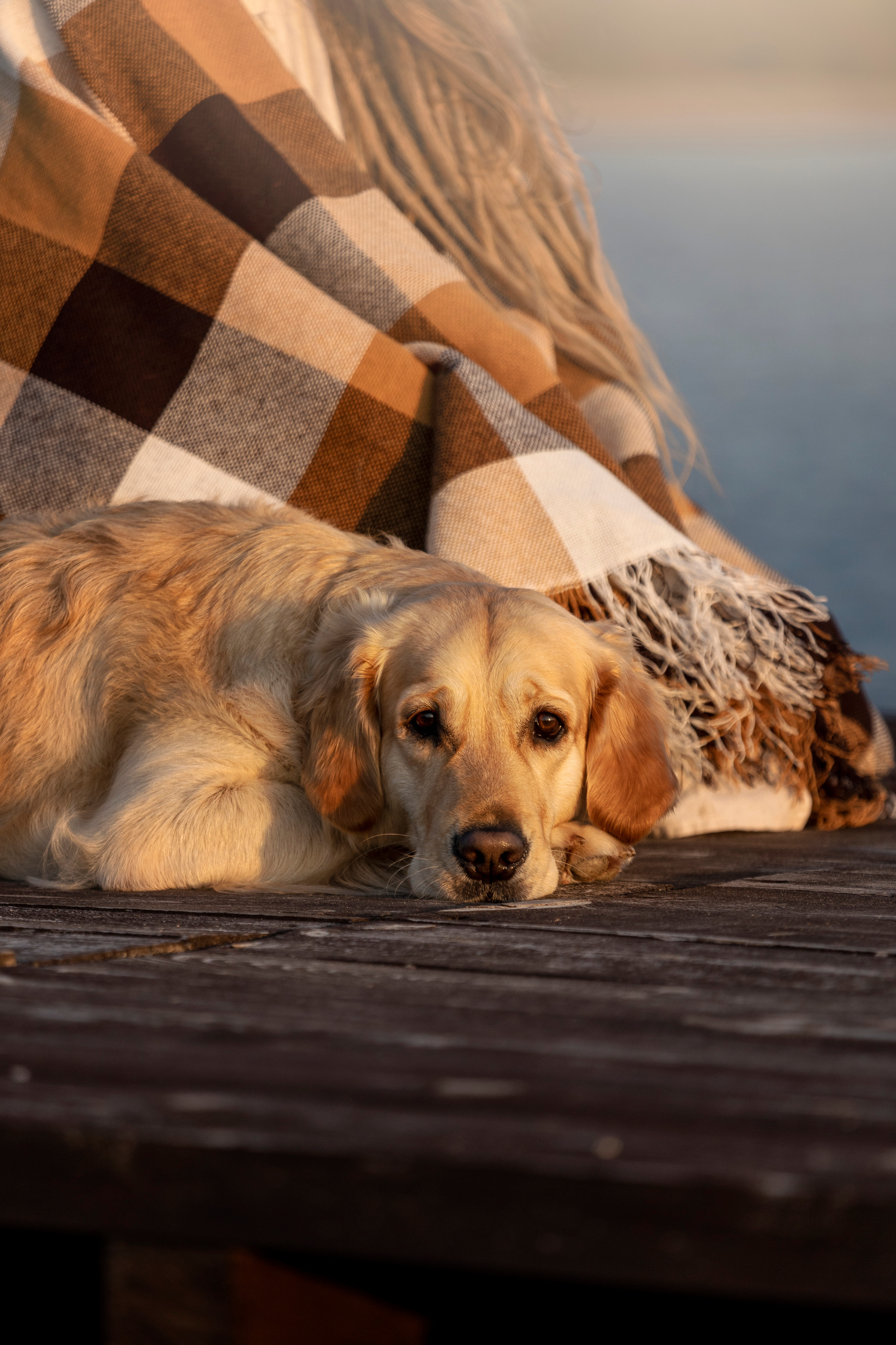 Марина и Чили. Фотограф — Анималист | Санкт-Петербург