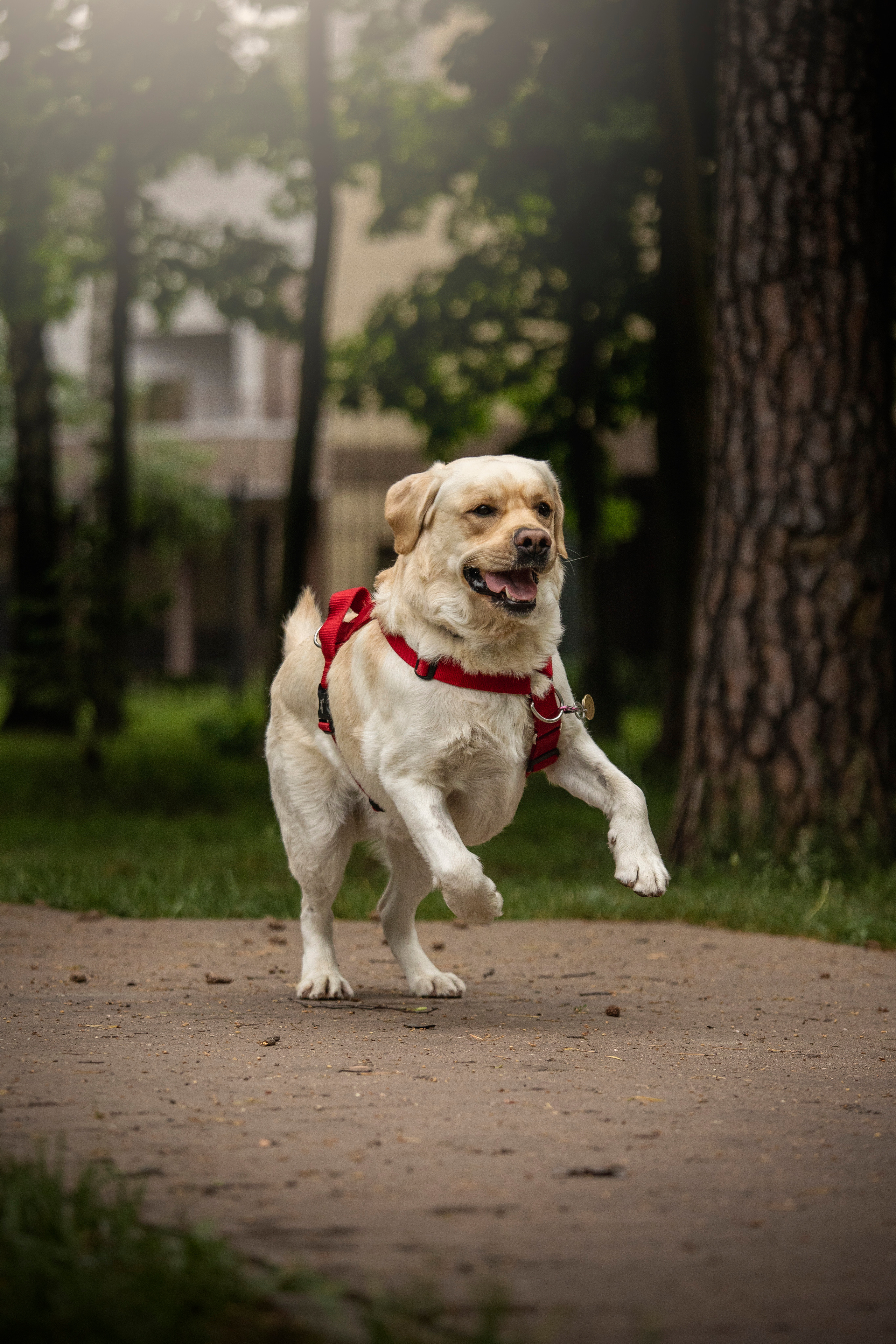 Наталья и Лорд. Фотограф — Анималист | Санкт-Петербург