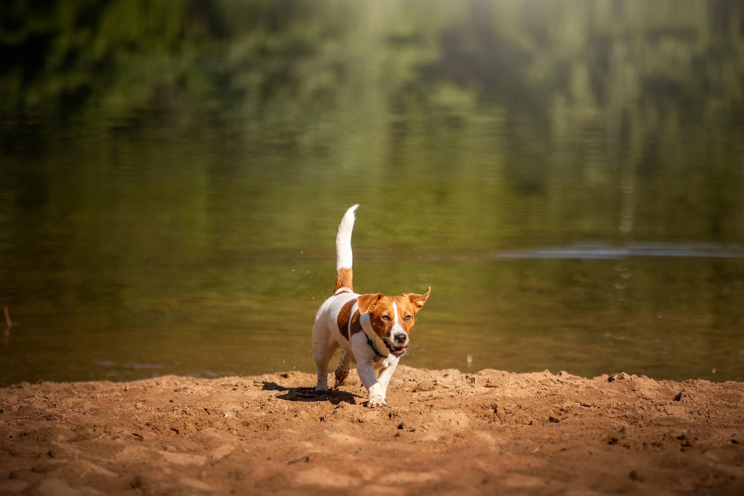 Наташа и Мерси. Фотограф — Анималист | Санкт-Петербург