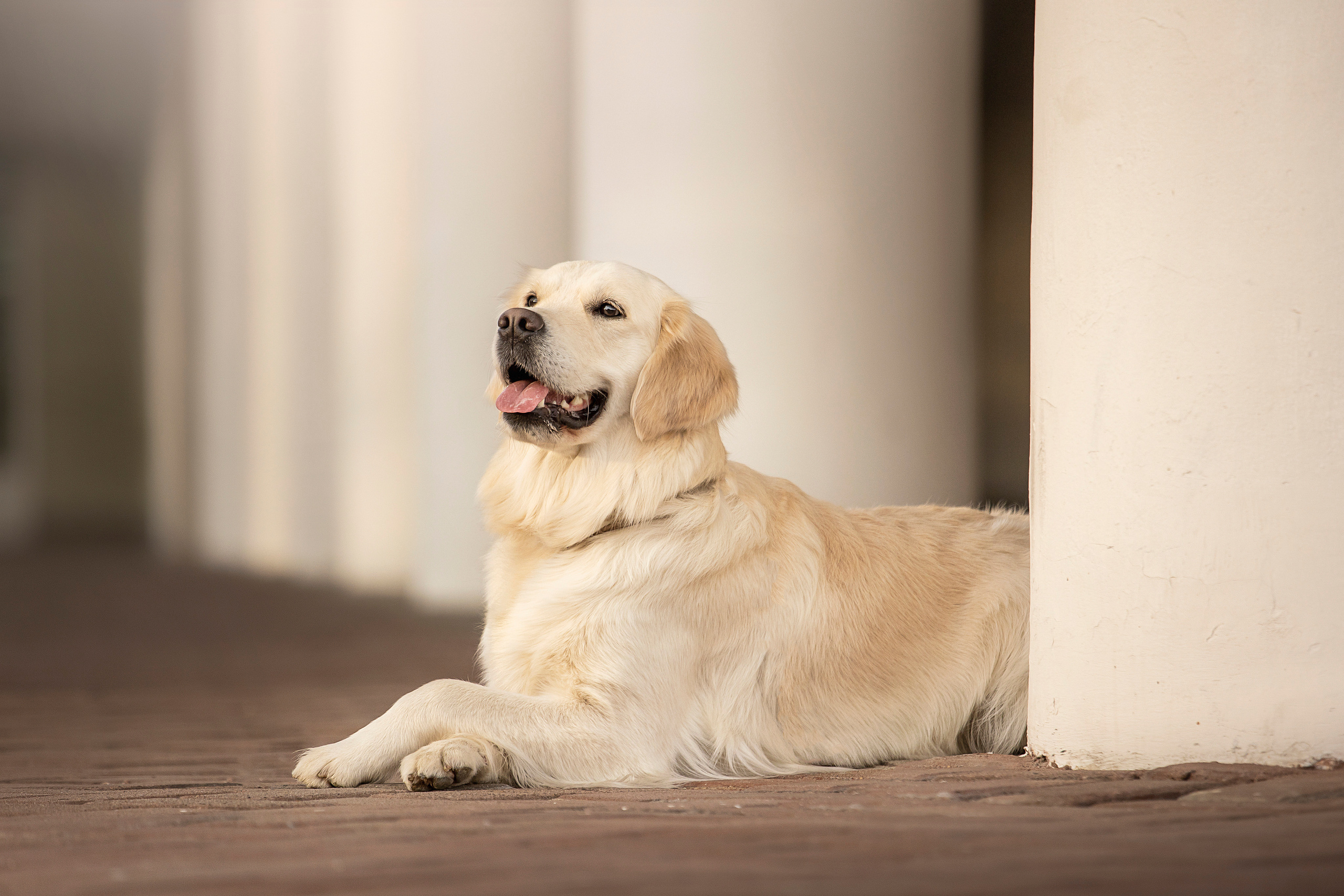 Молли и ее семья. Фотограф — Анималист | Санкт-Петербург