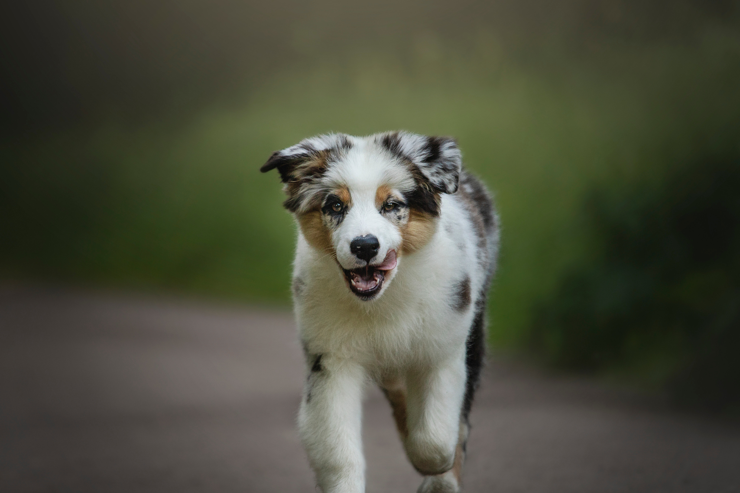 Ирина и Кайса. Фотограф — Анималист | Санкт-Петербург