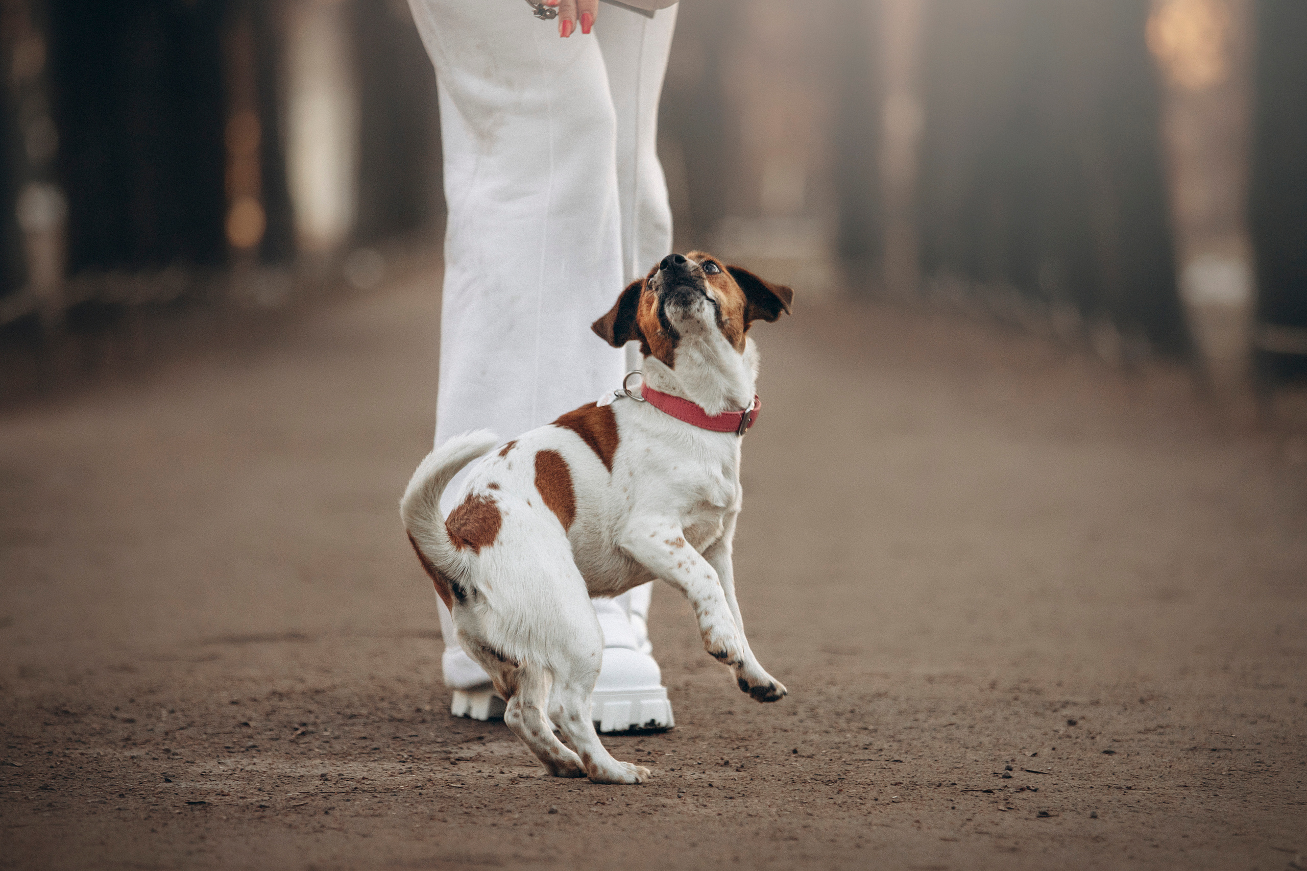 Лиза и Грета. Фотограф — Анималист | Санкт-Петербург