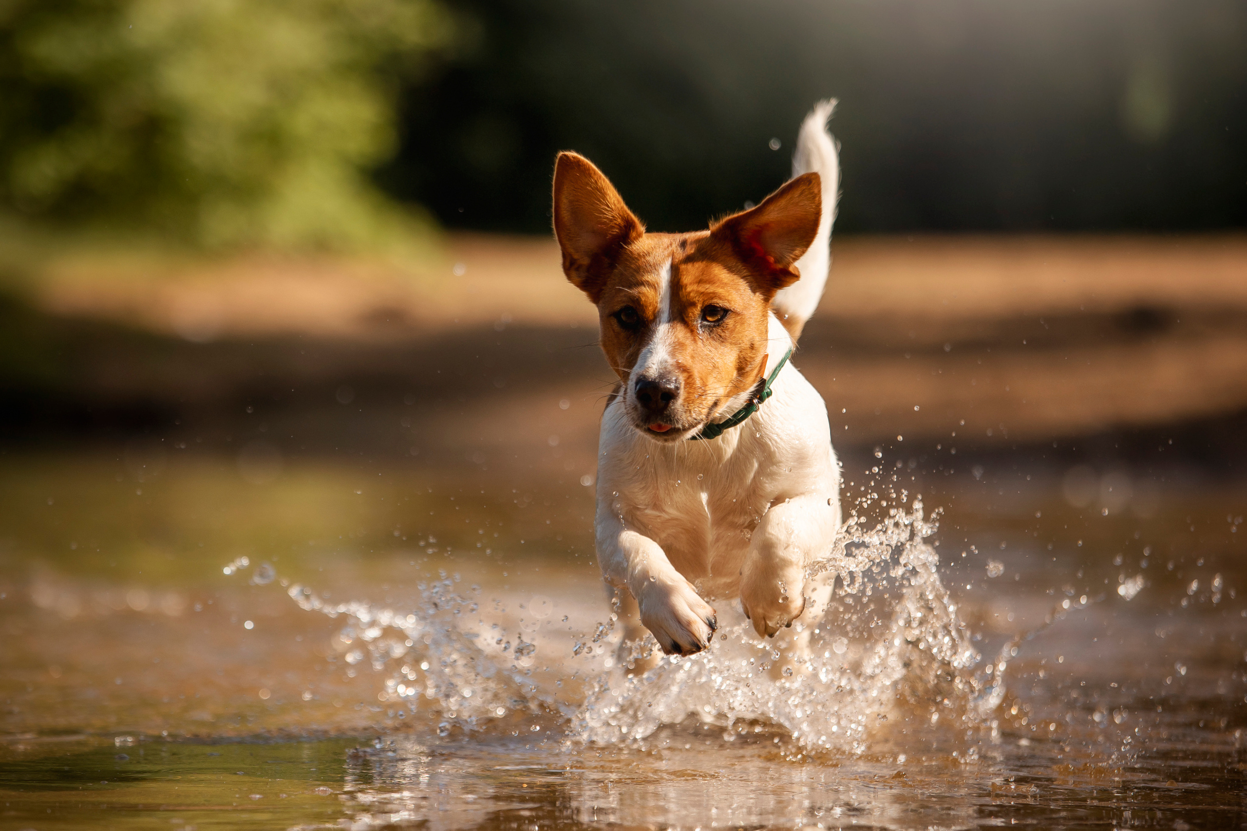 Наташа и Мерси. Фотограф — Анималист | Санкт-Петербург
