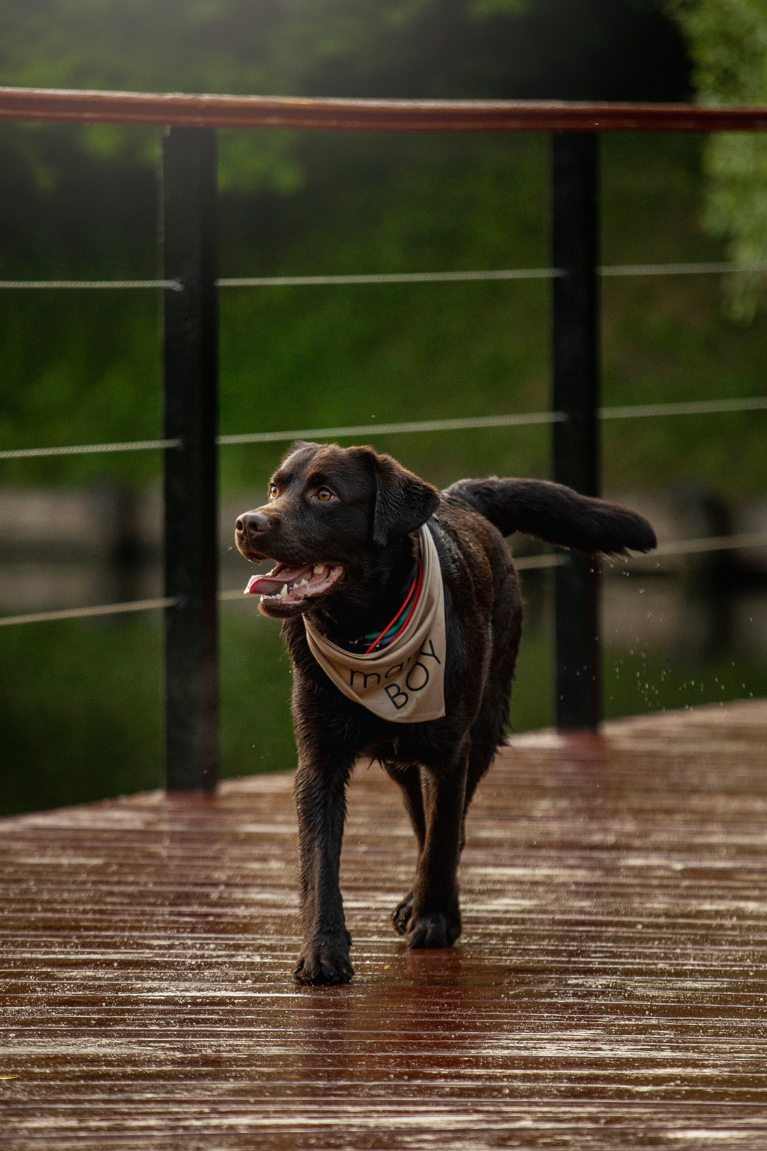 Арина и Сэмми. Фотограф — Анималист | Санкт-Петербург