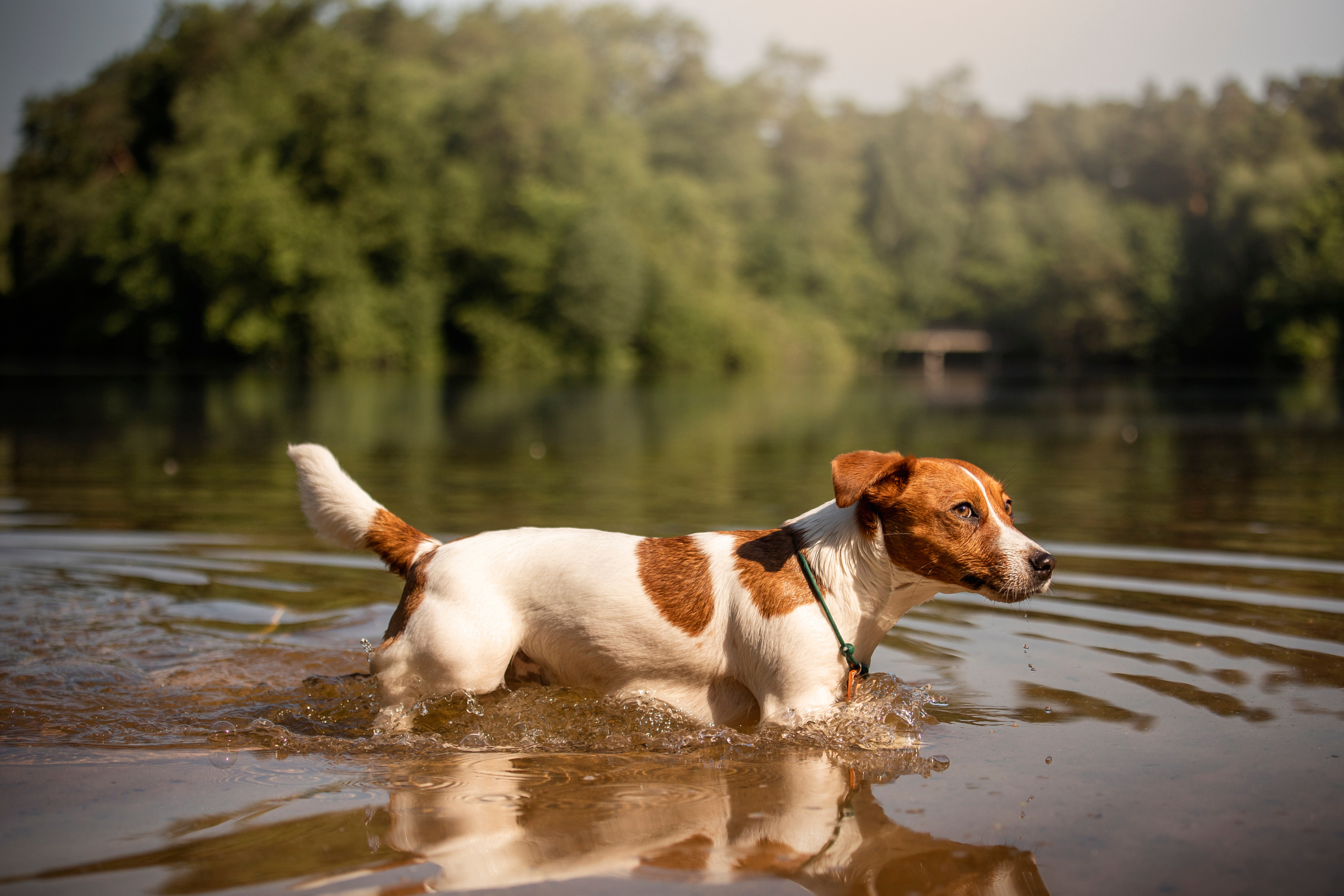 Наташа и Мерси. Фотограф — Анималист | Санкт-Петербург
