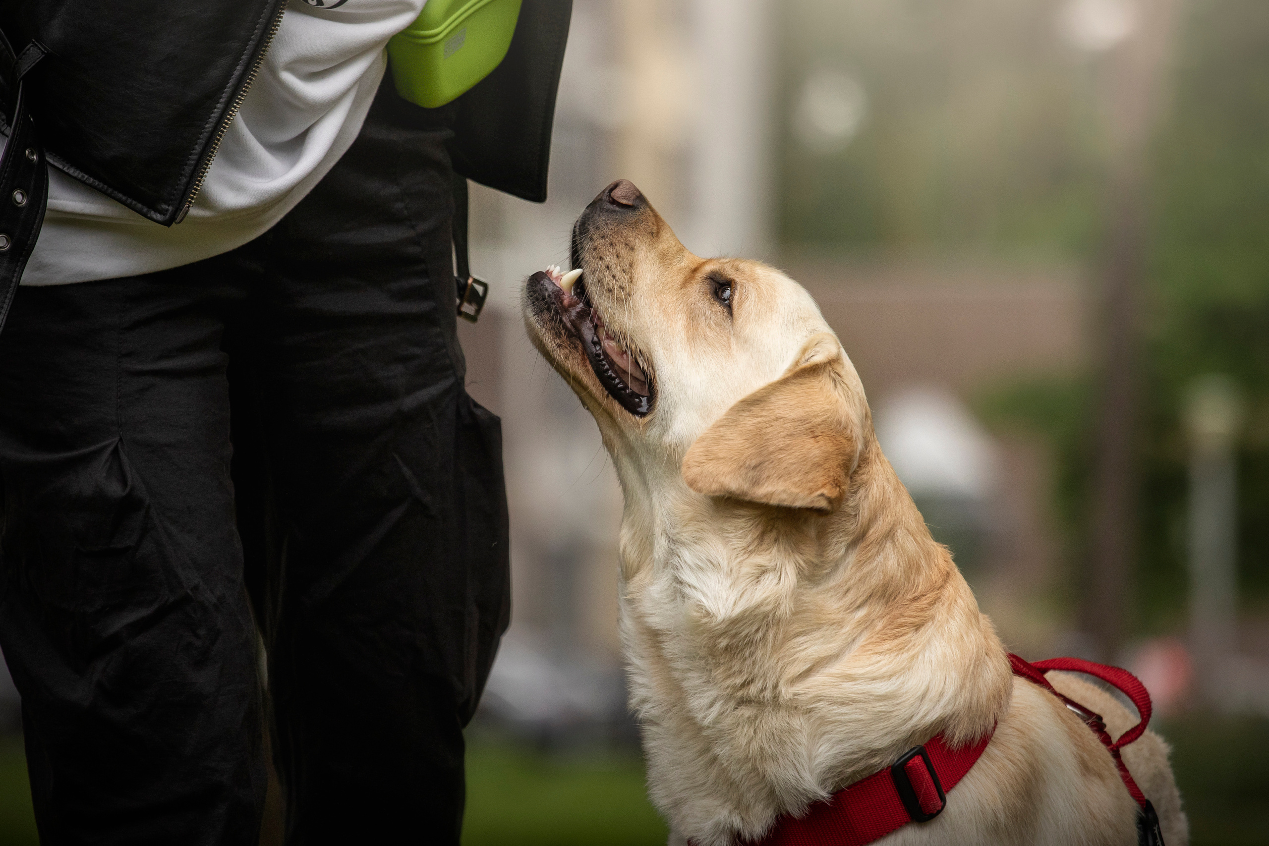 Наталья и Лорд. Фотограф — Анималист | Санкт-Петербург