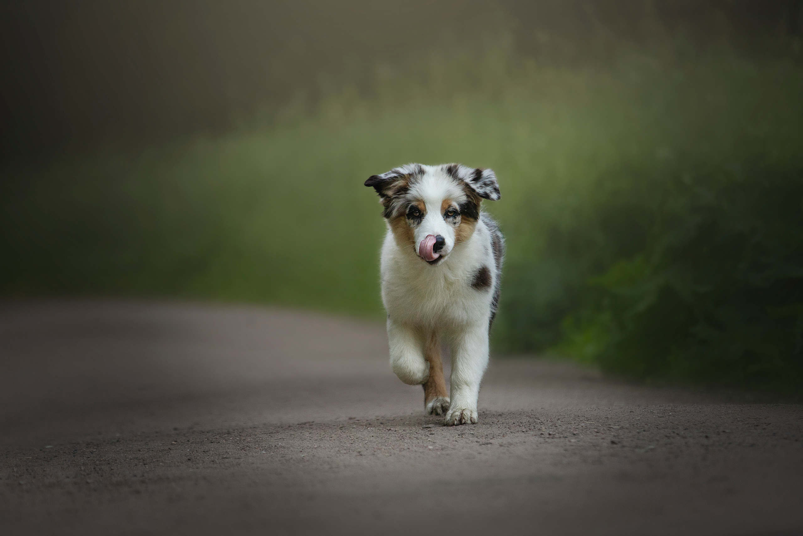 Ирина и Кайса. Фотограф — Анималист | Санкт-Петербург