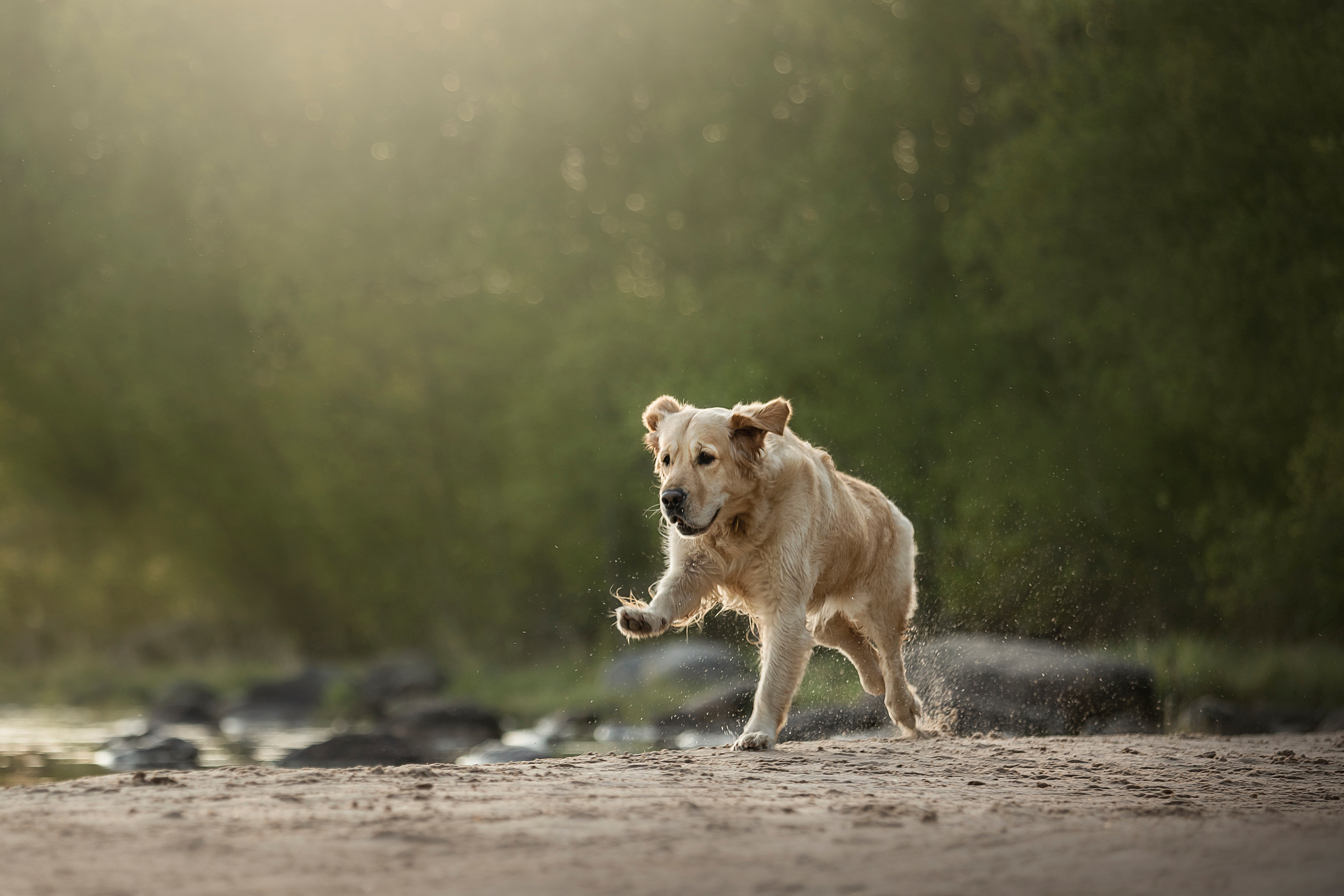 Марина и Чили. Фотограф — Анималист | Санкт-Петербург