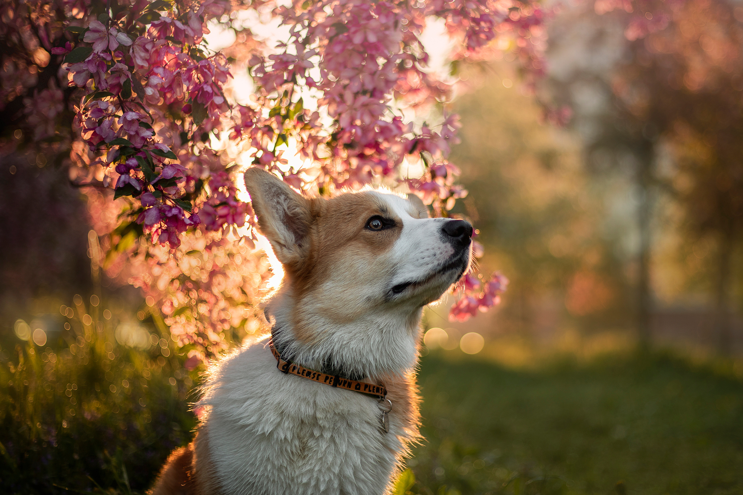 Юля и Лео. Фотограф — Анималист | Санкт-Петербург